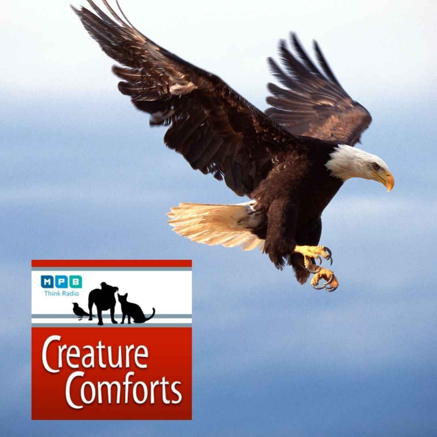 Creature Comforts | Eagle Eyes