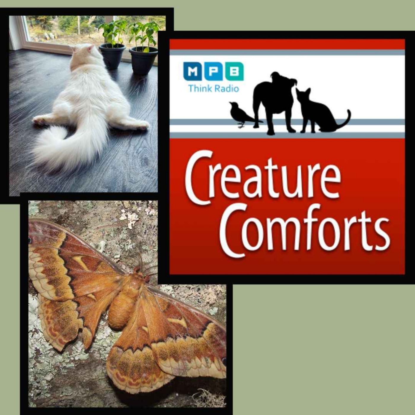 Creature Comforts | Backyard Splooting