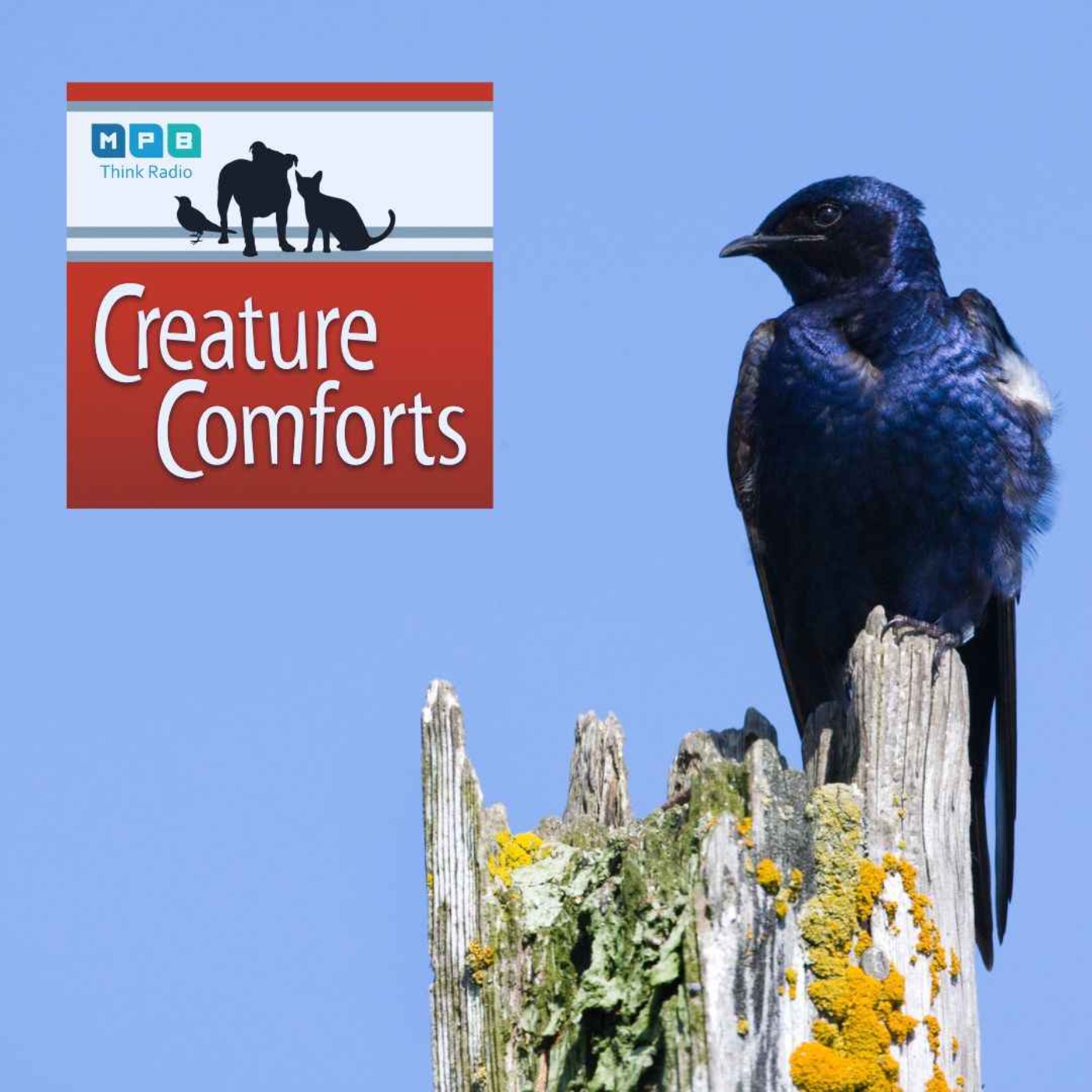 cover art for Creature Comforts | Bird Banding & Purple Martins