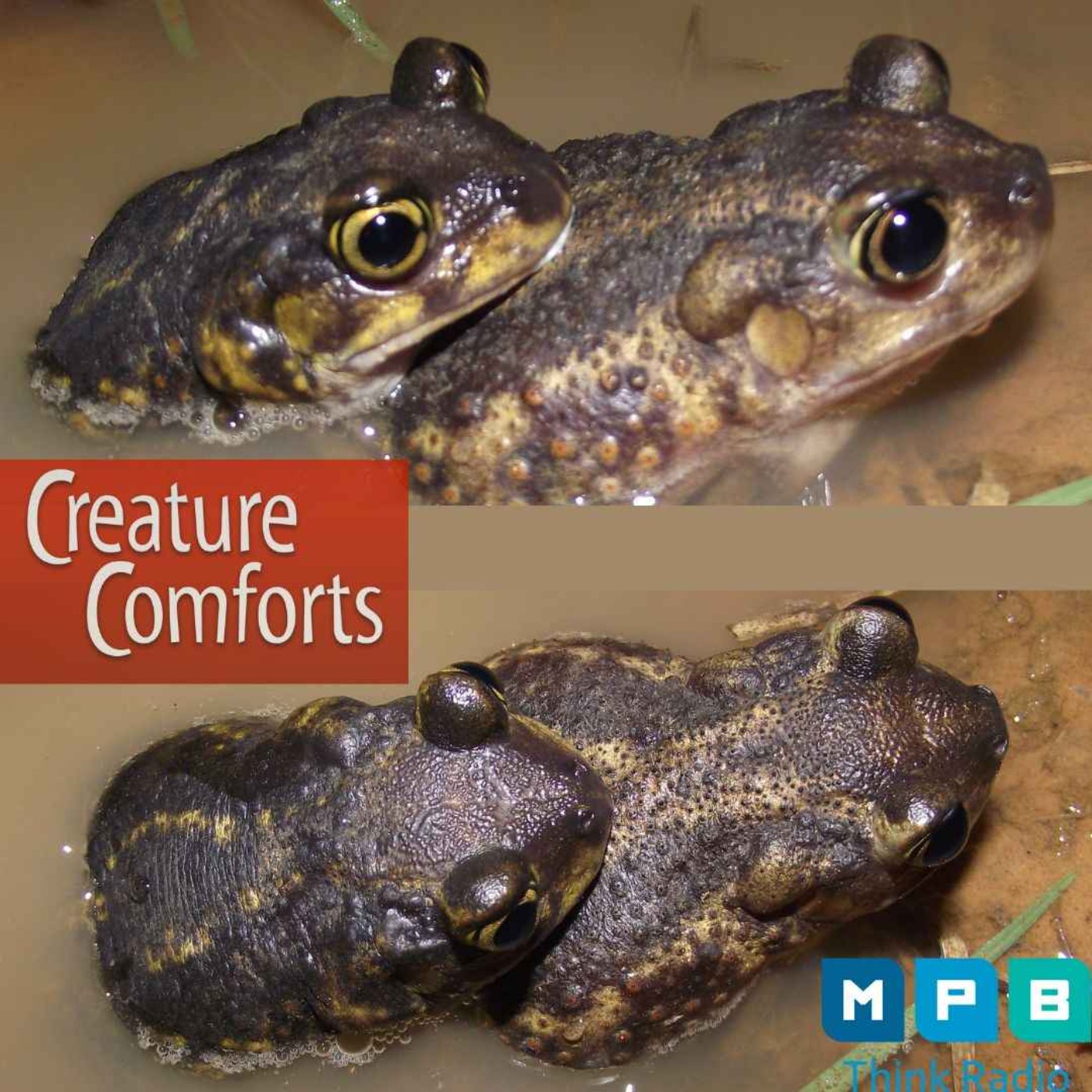 Creature Comforts | Rain and Frogs