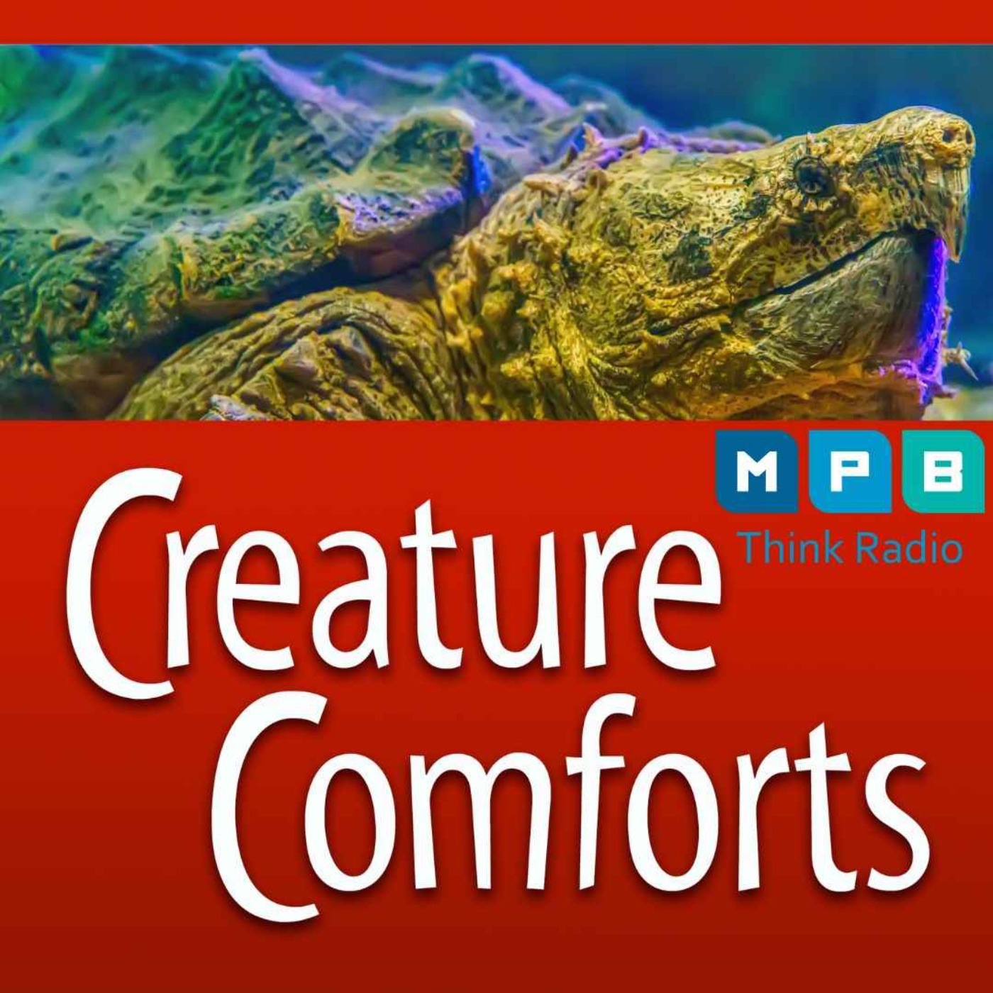 Creature Comforts | Alligator Snapping Turtles