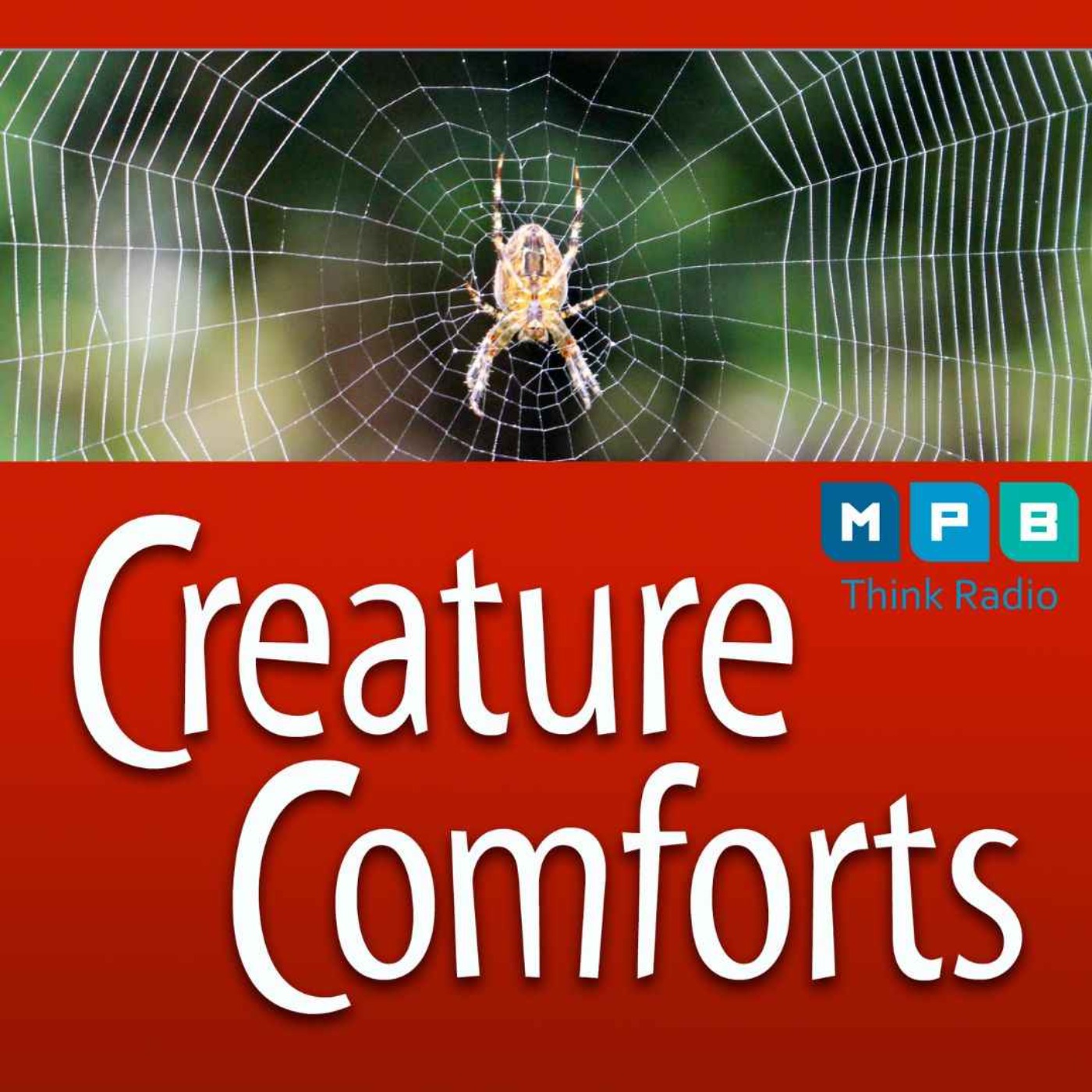 Creature Comforts | Spiders