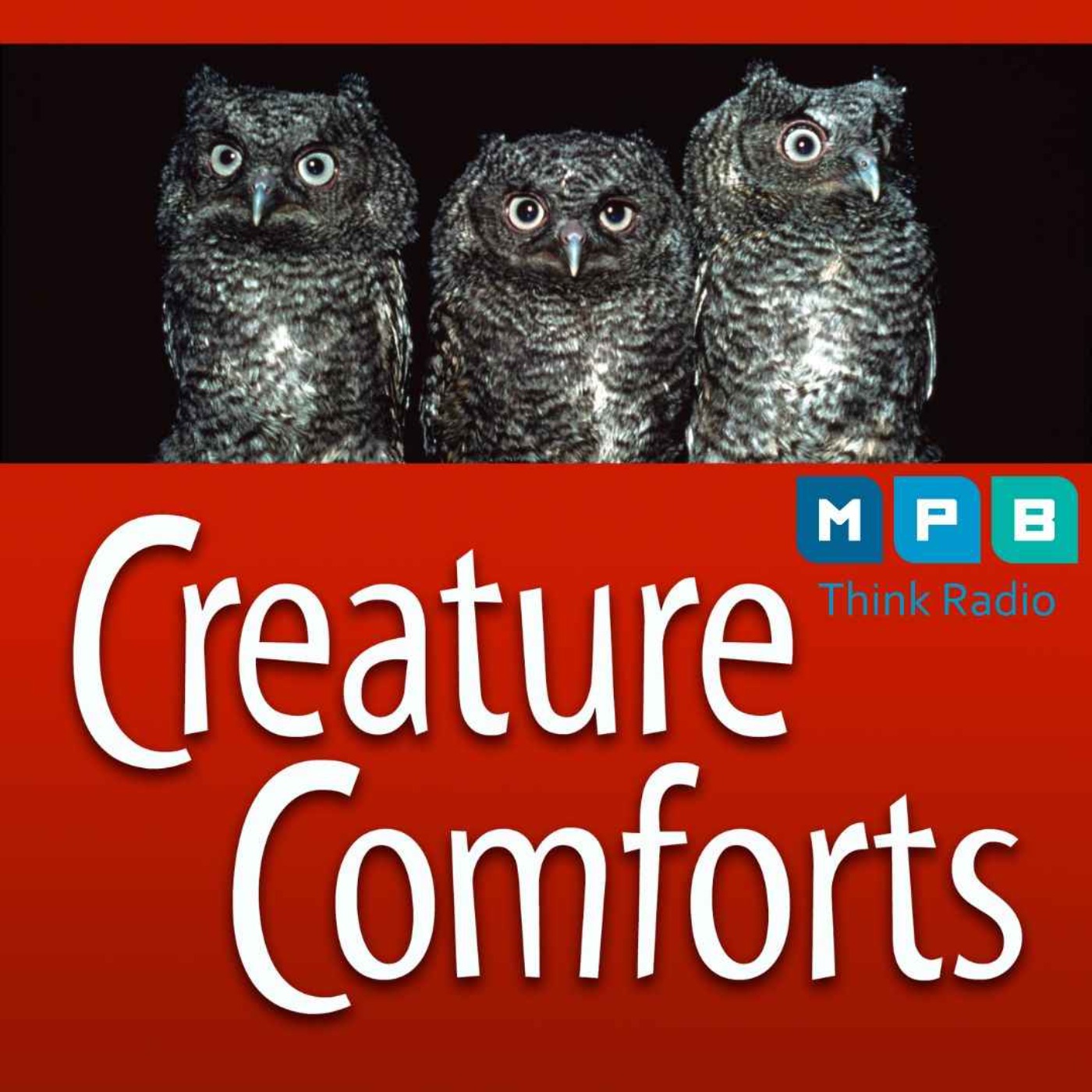 cover art for Creature Comforts | Owl Day
