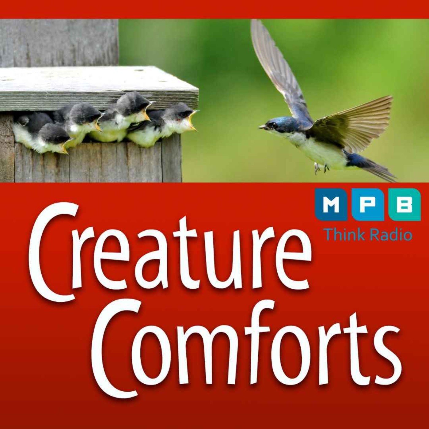 Creature Comforts | Bird Box with Joe Magee