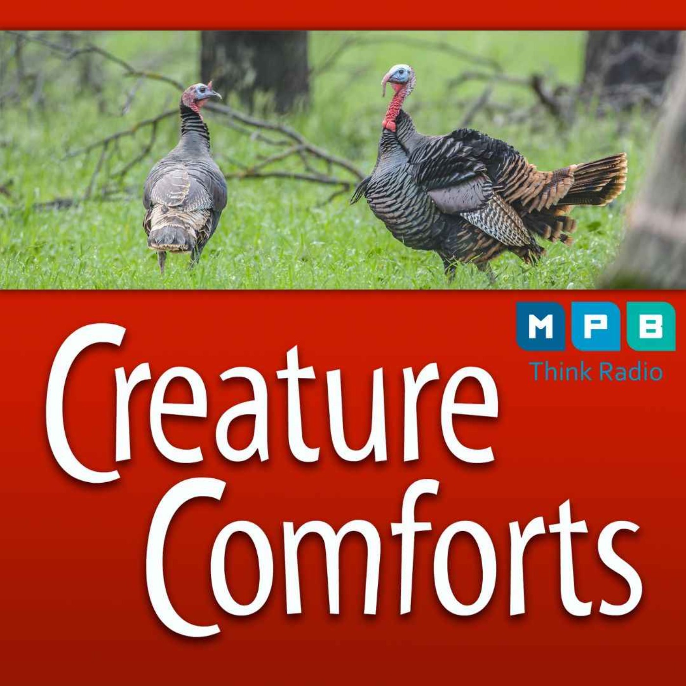 cover art for Creature Comforts | Wild Turkeys