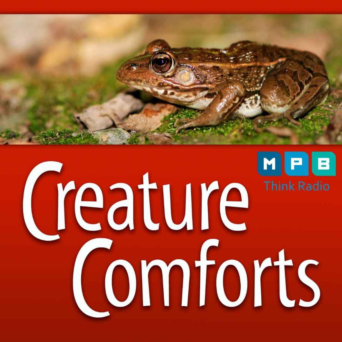 cover art for Creature Comforts | Gopher Frogs