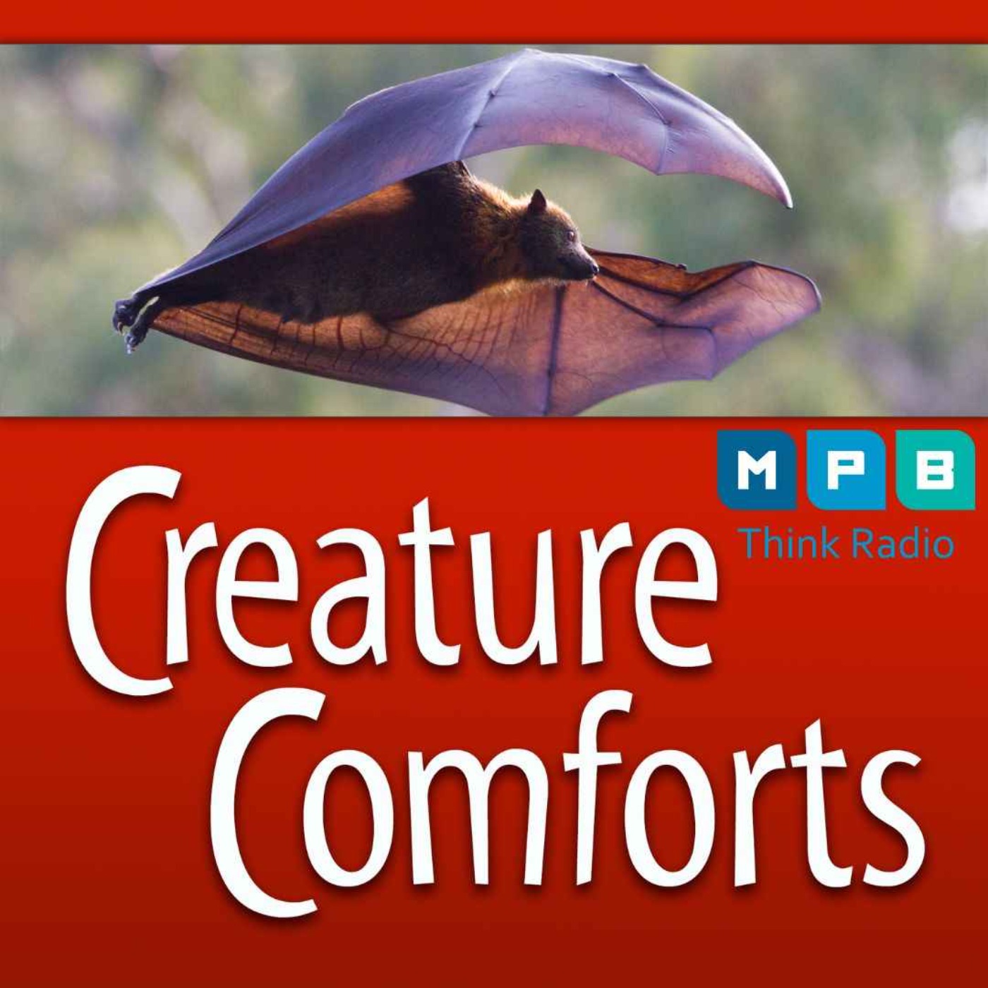 cover art for Creature Comforts | Mississippi's Bats
