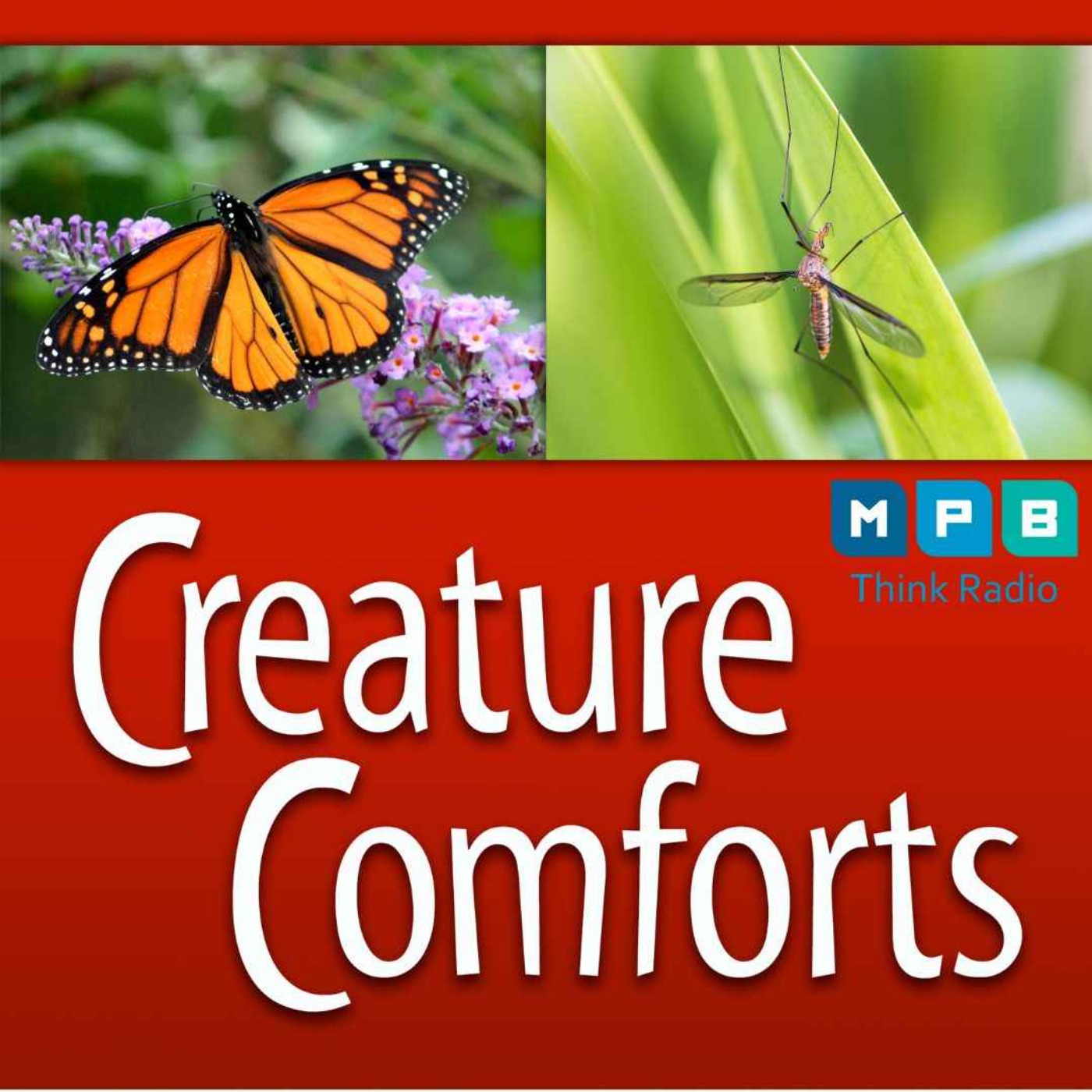 cover art for Creature Comforts | Insects