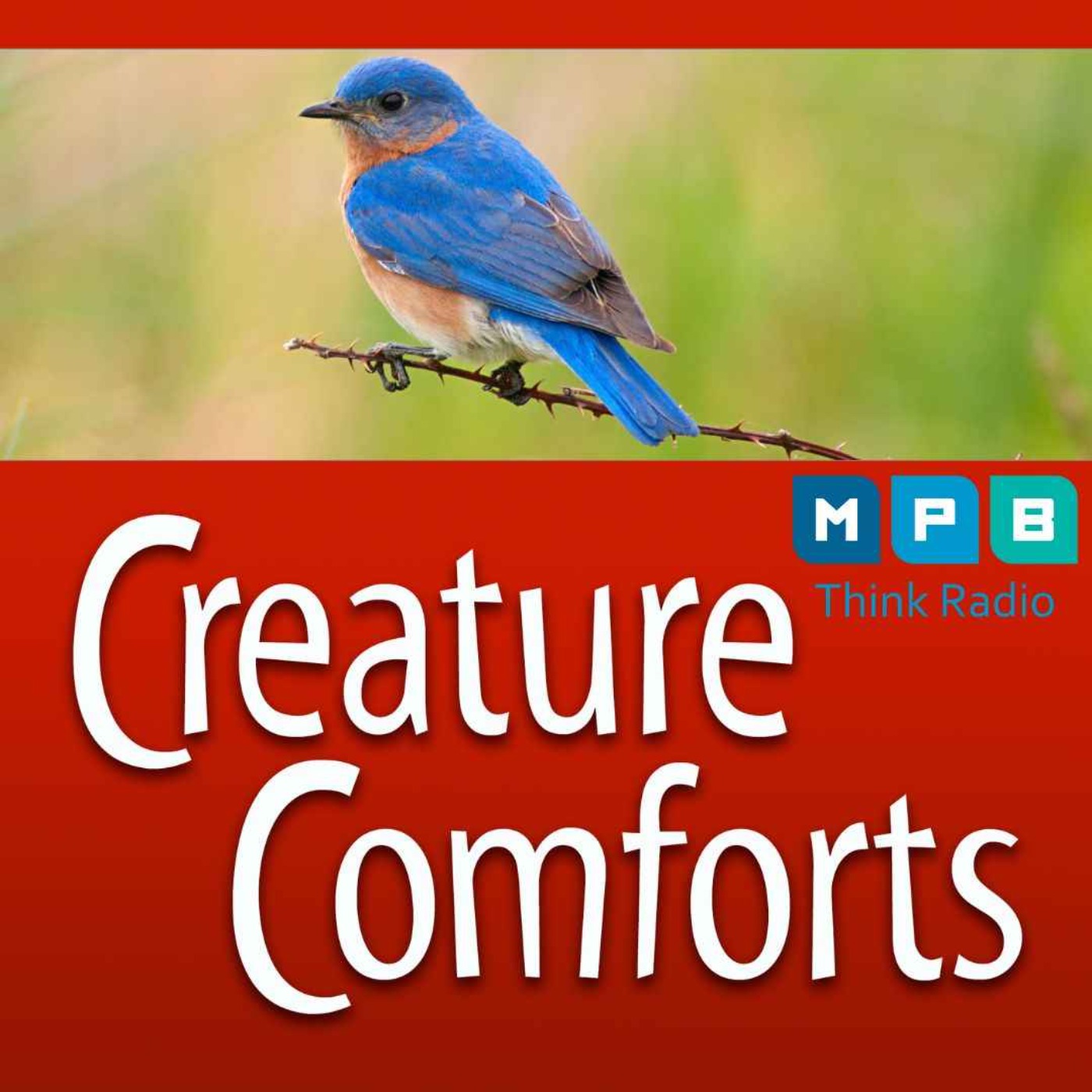 cover art for Creature Comforts | Eastern Bluebirds