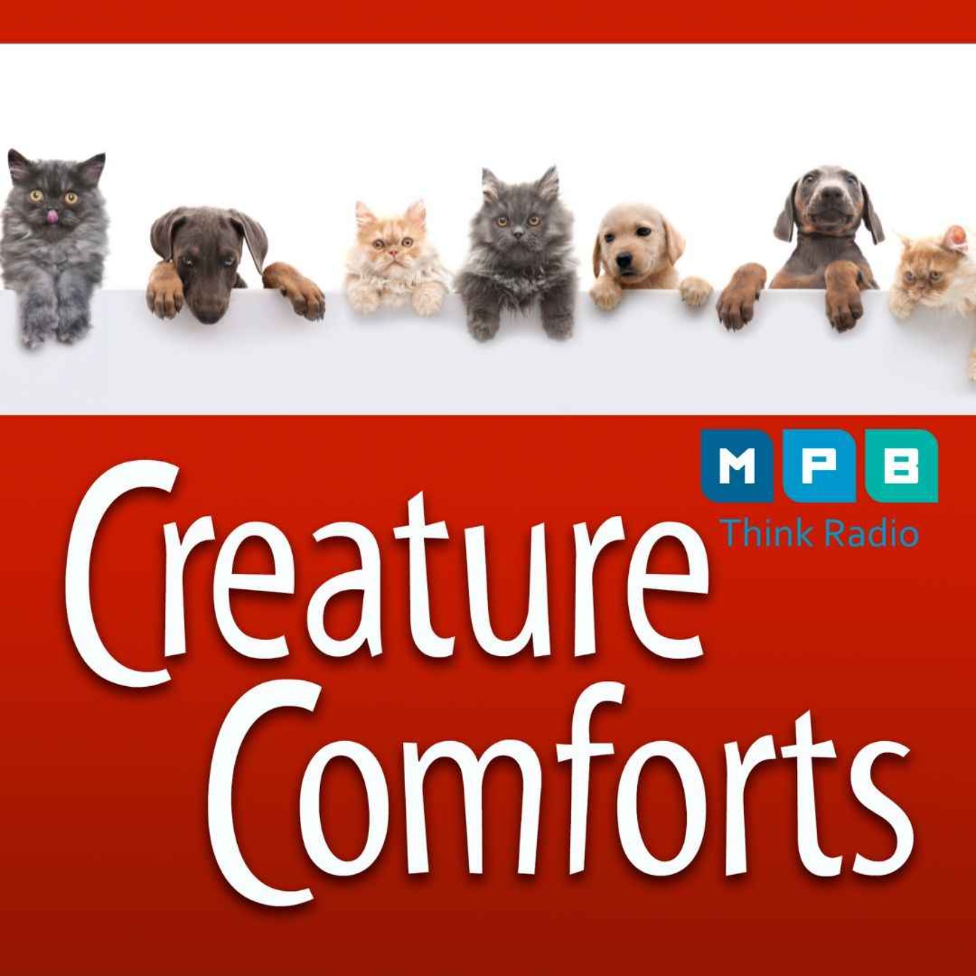 Creature Comforts | Let's Talk About Pets