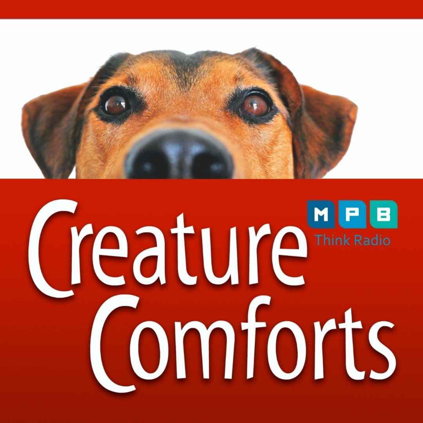 cover art for Creature Comforts | All Pets All the Time