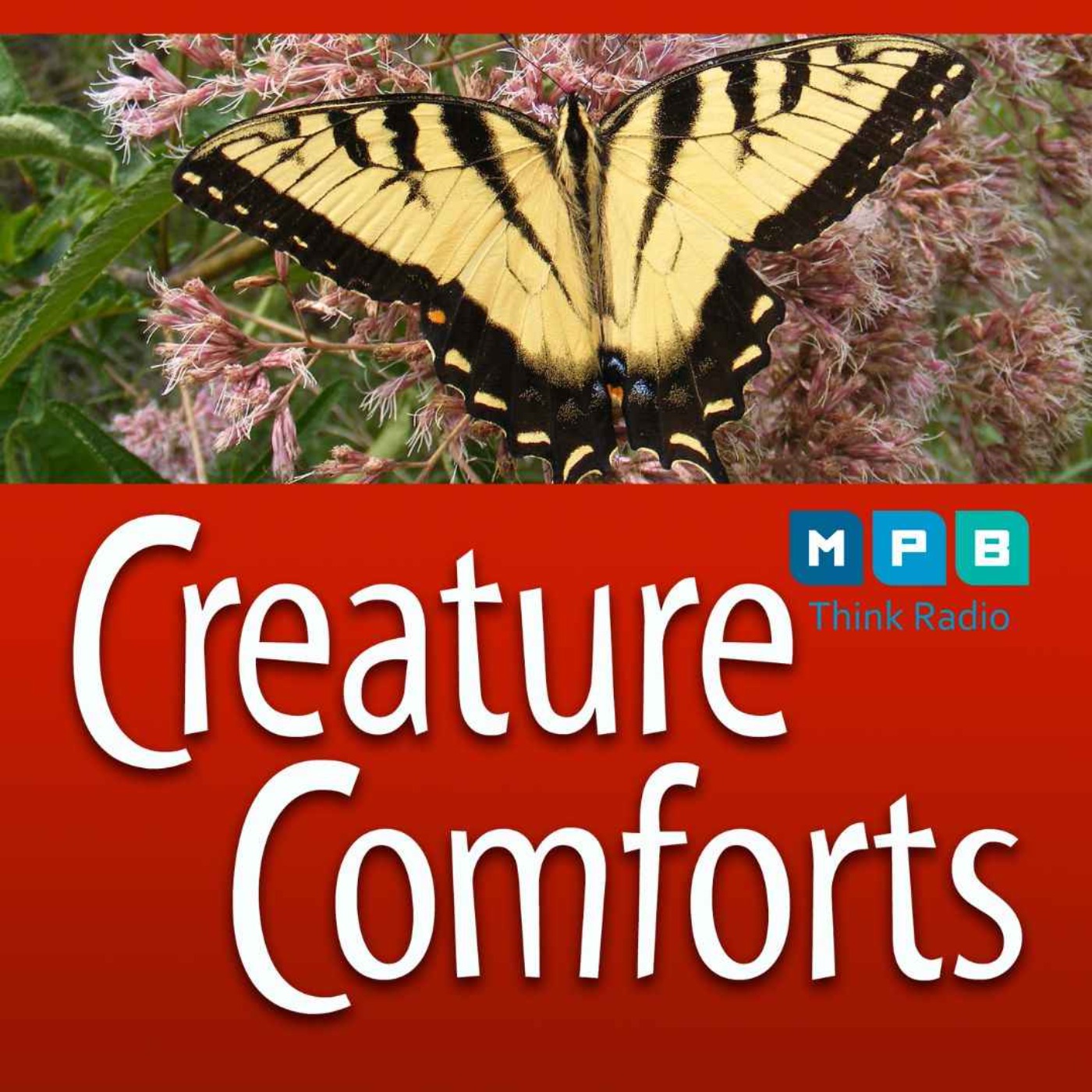 cover art for Creature Comforts | Tigers and Zebras in Mississippi