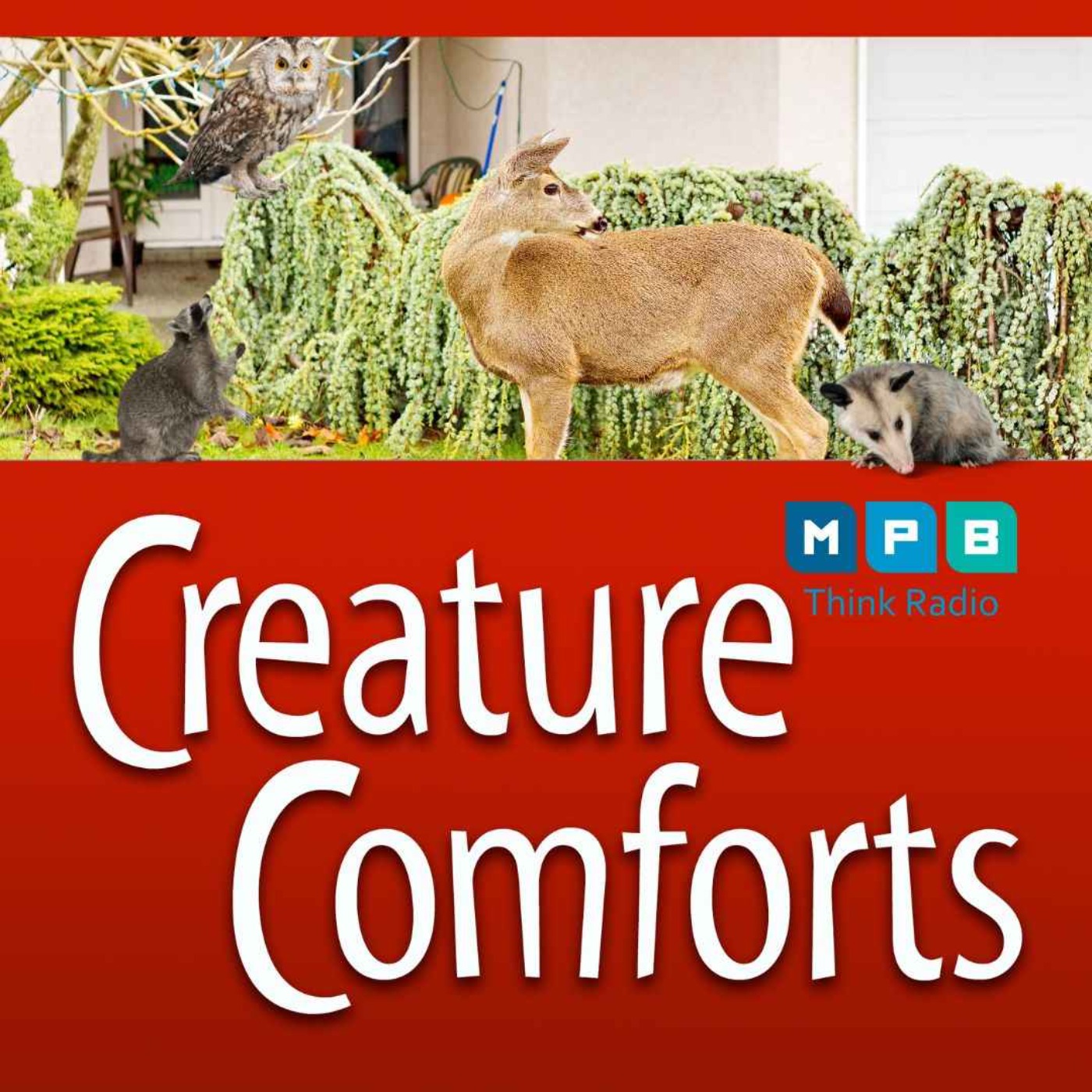cover art for Creature Comforts | Observing Urban Wildlife from a Distance