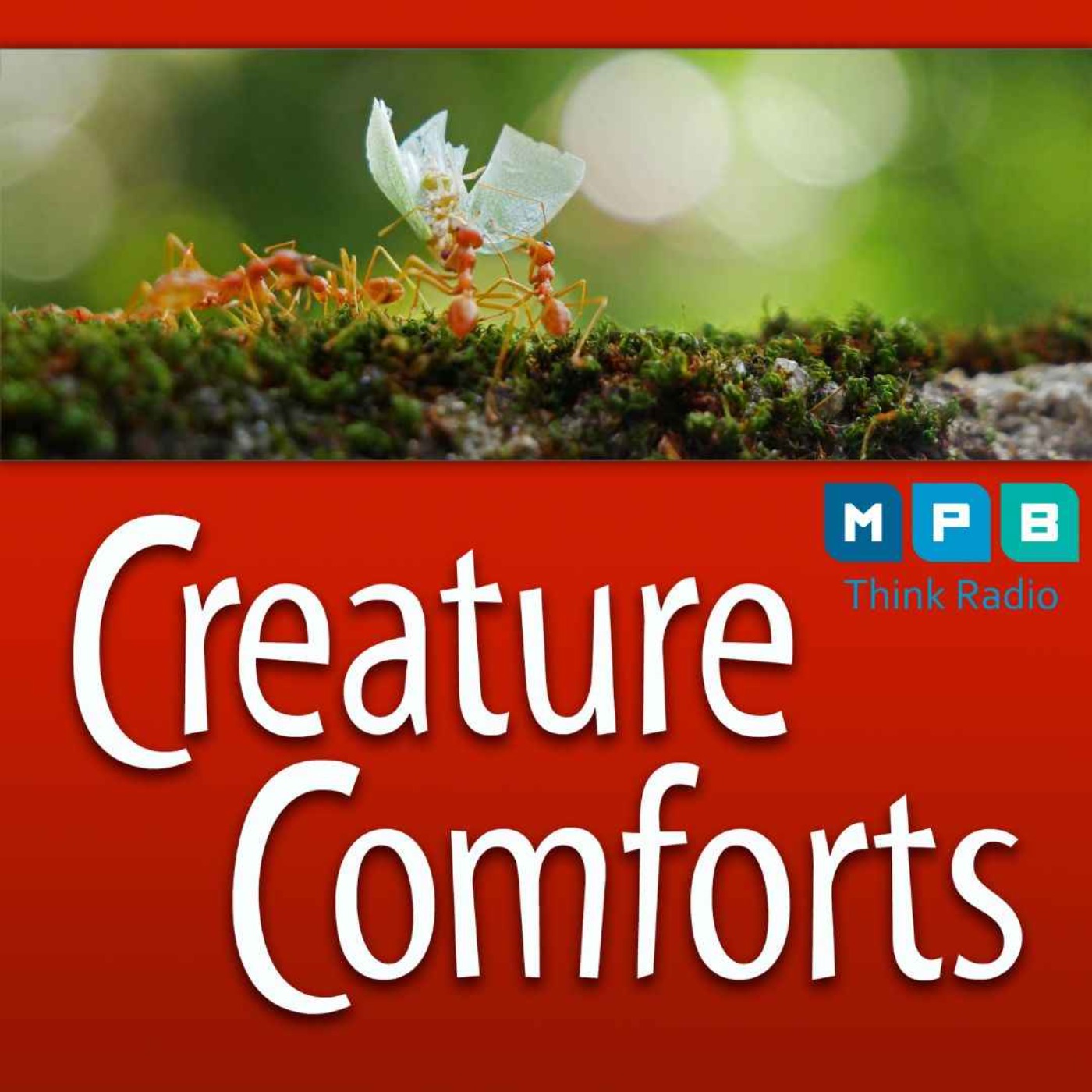 cover art for Creature Comforts | Ants