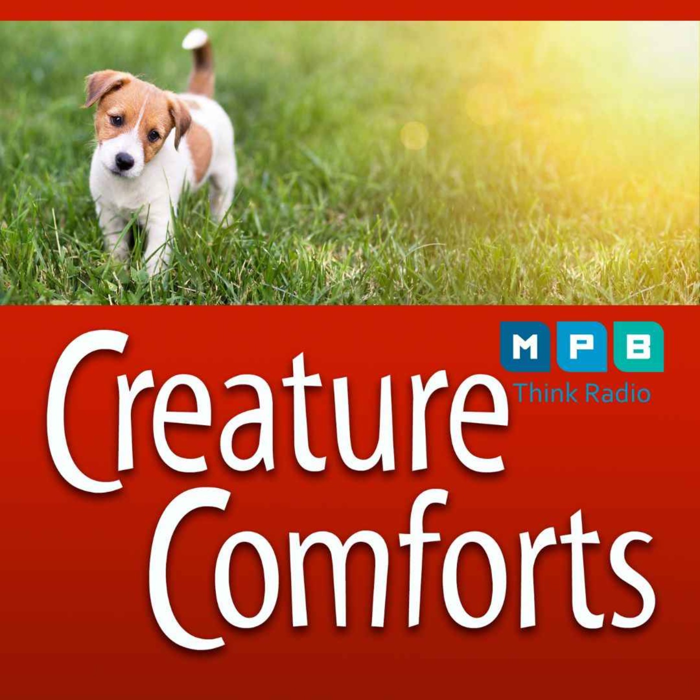cover art for Creature Comforts | Emails and Calls about Tails and Paws