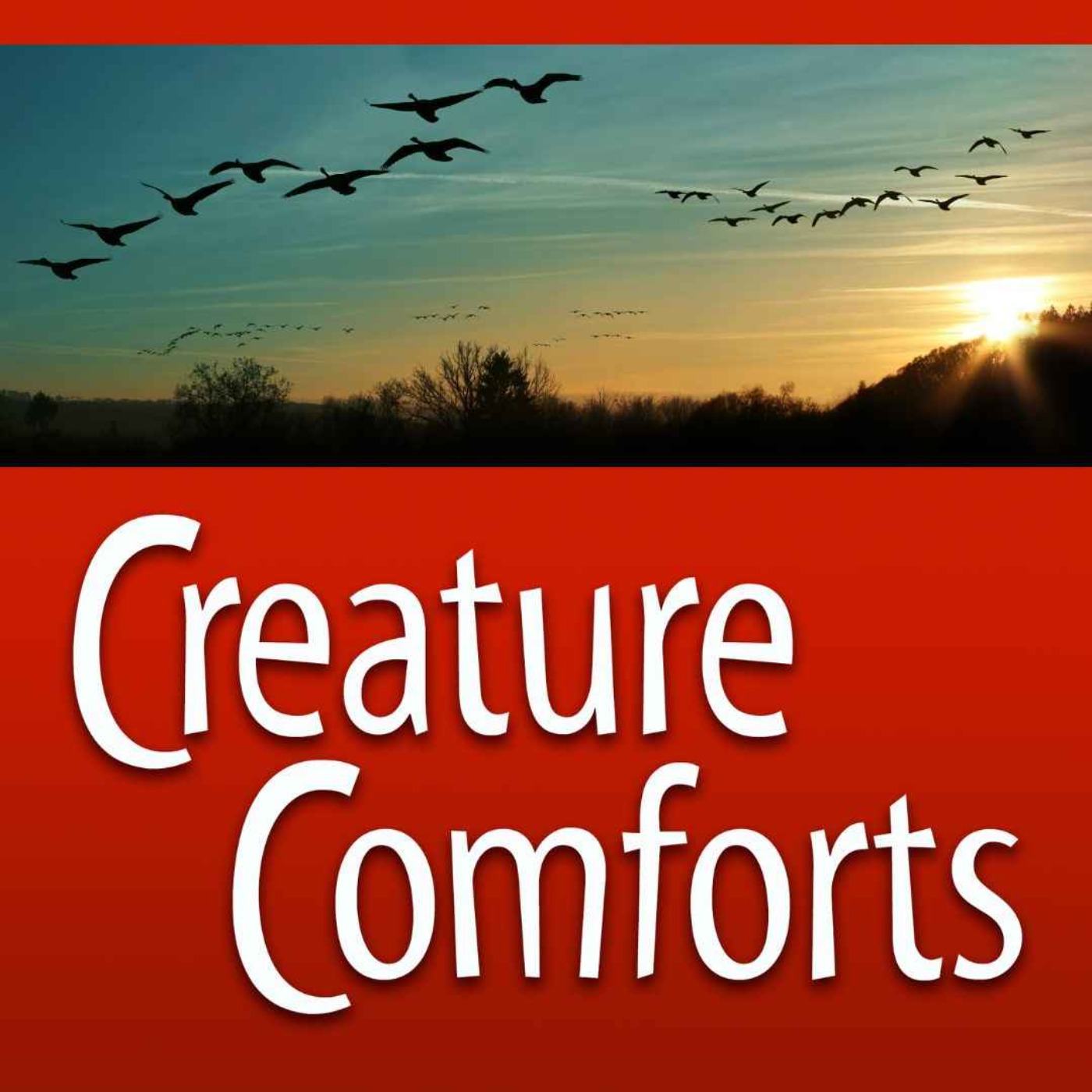 cover art for Creature Comforts | Bird Migration with Joe Mcgee