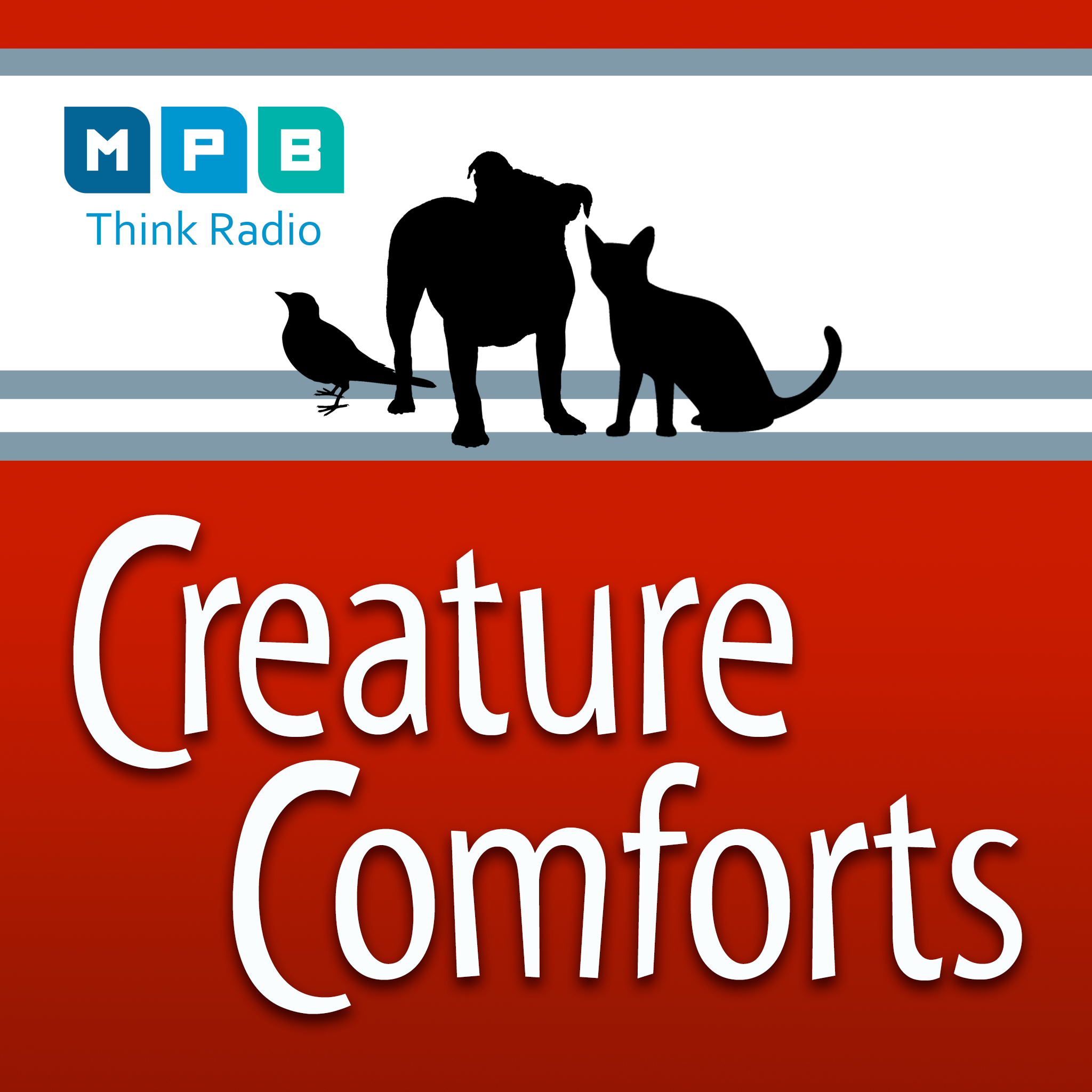 cover art for Creature Comforts | All Pet Day - January 2023