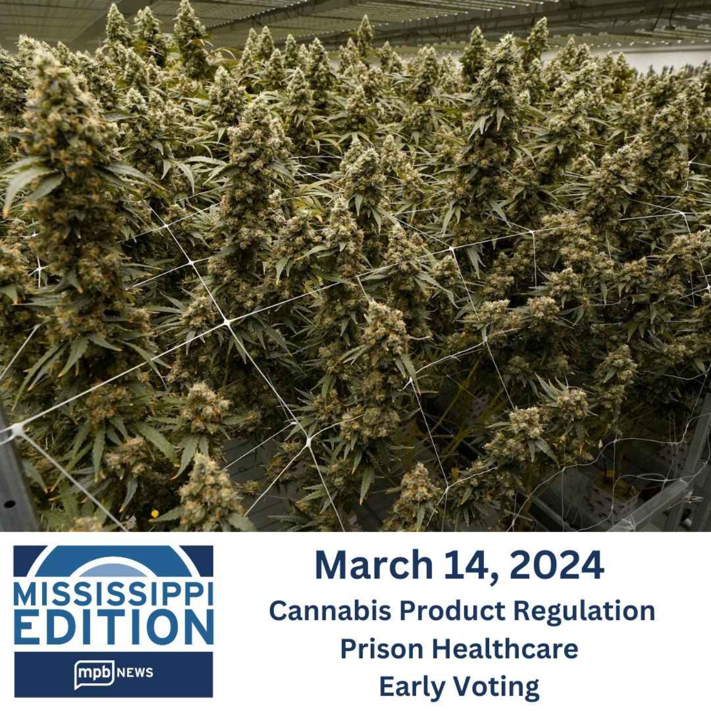 cover art for 03/14/2024: Cannabis Product Regulation | Prison Healthcare | Early Voting