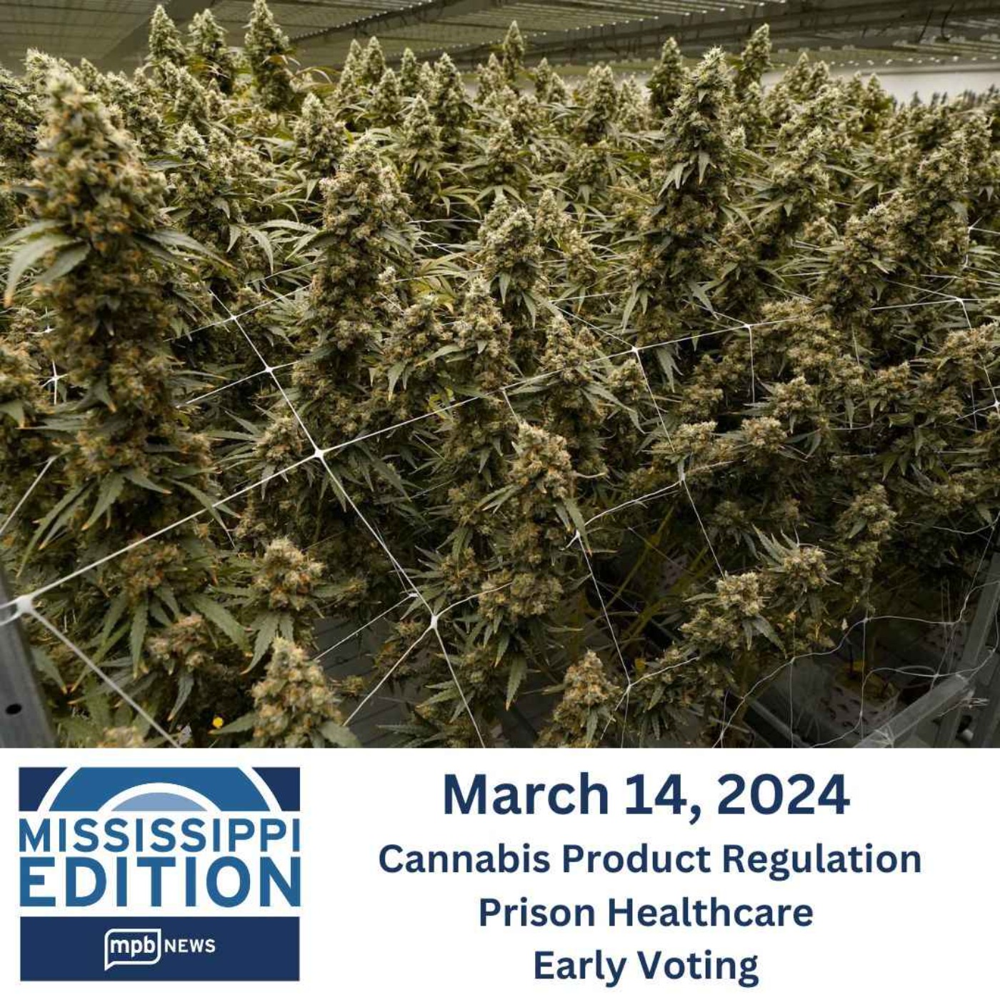 03/14/2024: Cannabis Product Regulation | Prison Healthcare | Early Voting