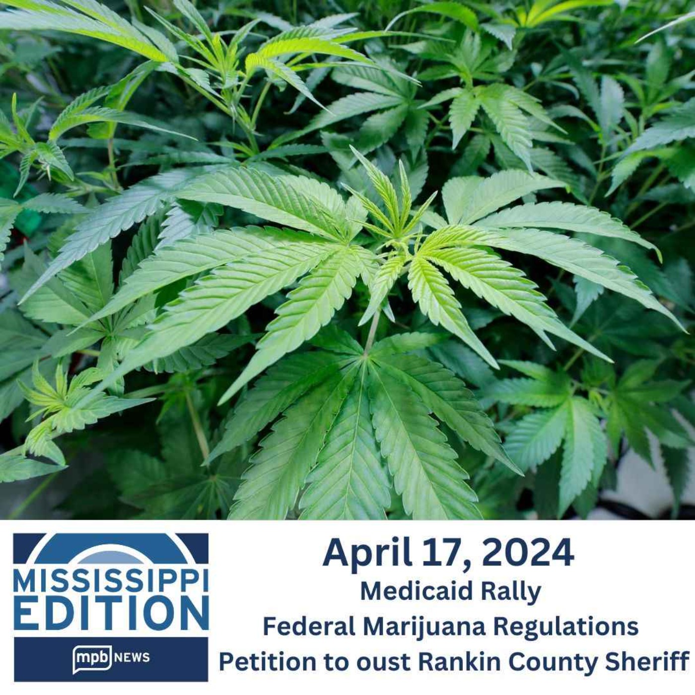 cover art for 04/17/2024: Medicaid Rally | Federal Marijuana Regulations | Petition to oust Rankin County Sheriff