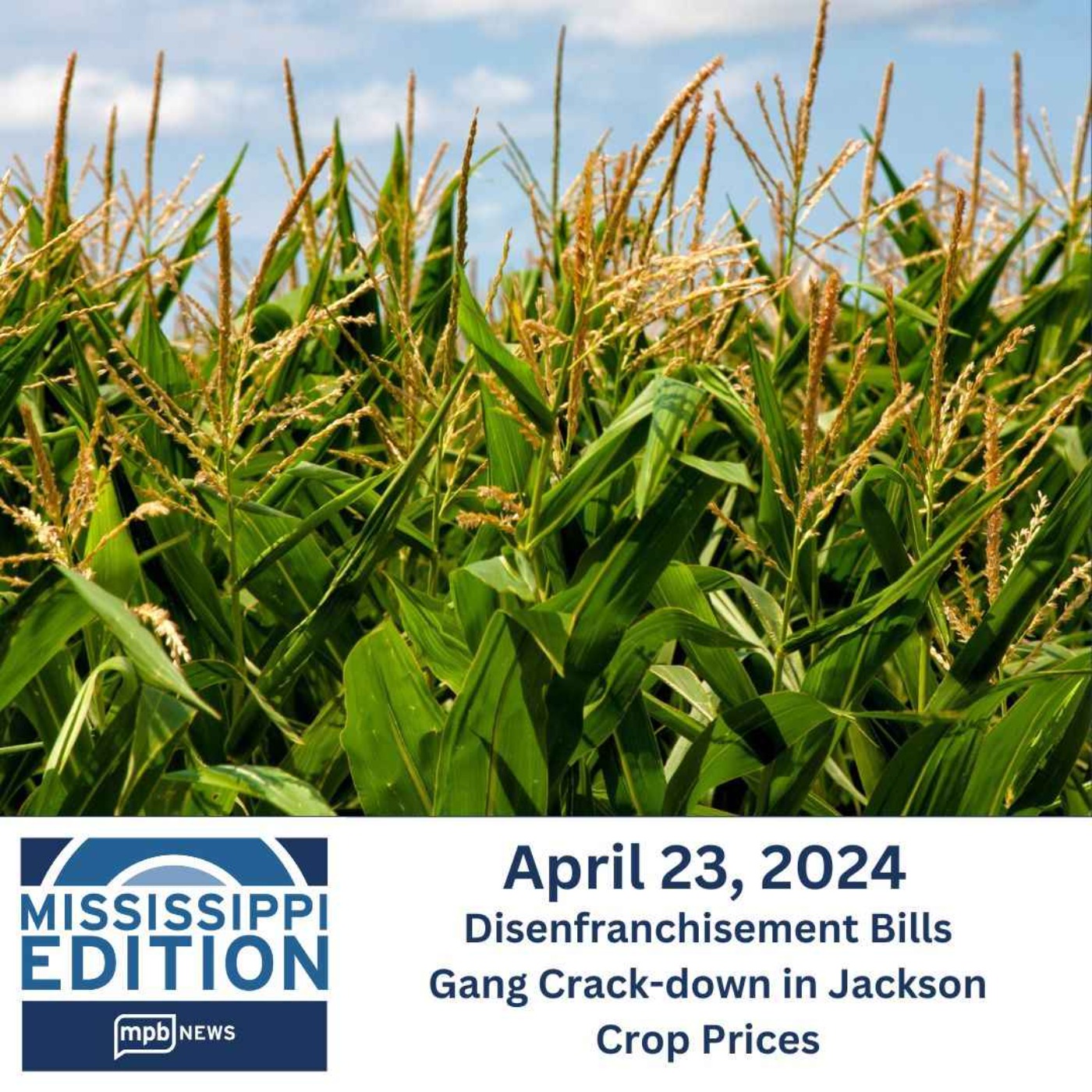 04/23/2024: Disenfranchisement Bills | Gang Crack-down in Jackson | Crop Prices