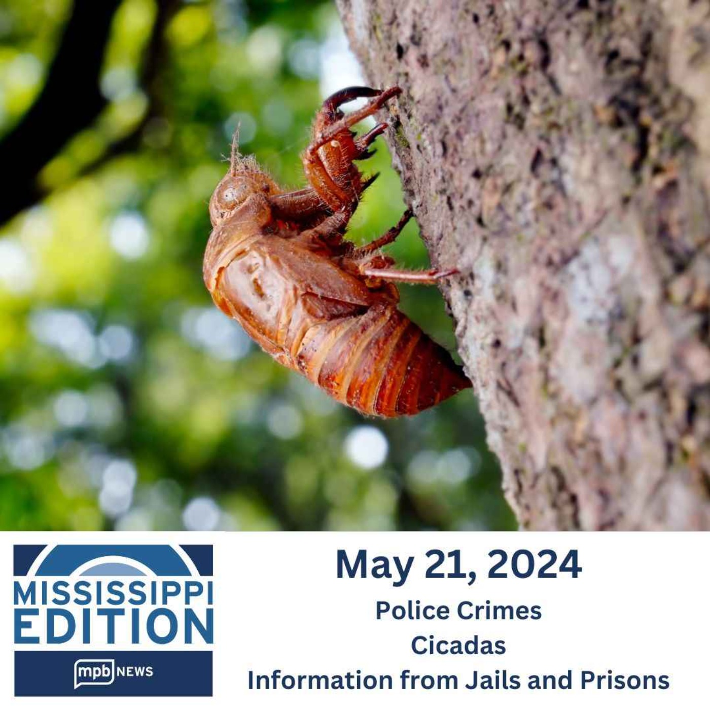 cover art for 05/21/2024: Police Crimes | Cicadas | Information from Jails and Prisons