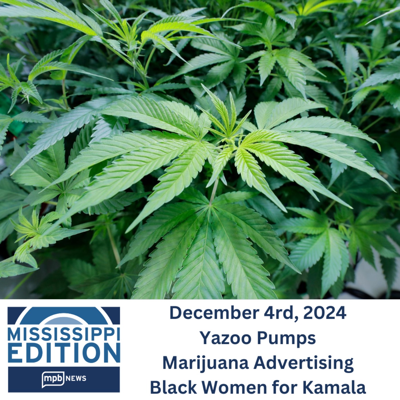 12/04/2024: Yazoo Pumps | Marijuana Advertising | Black Women for Kamala