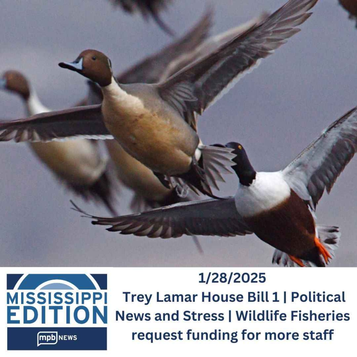 01/28/2025 Trey Lamar House Bill 1 | Political News and Stress | Wildlife Fisheries request funding for more staff