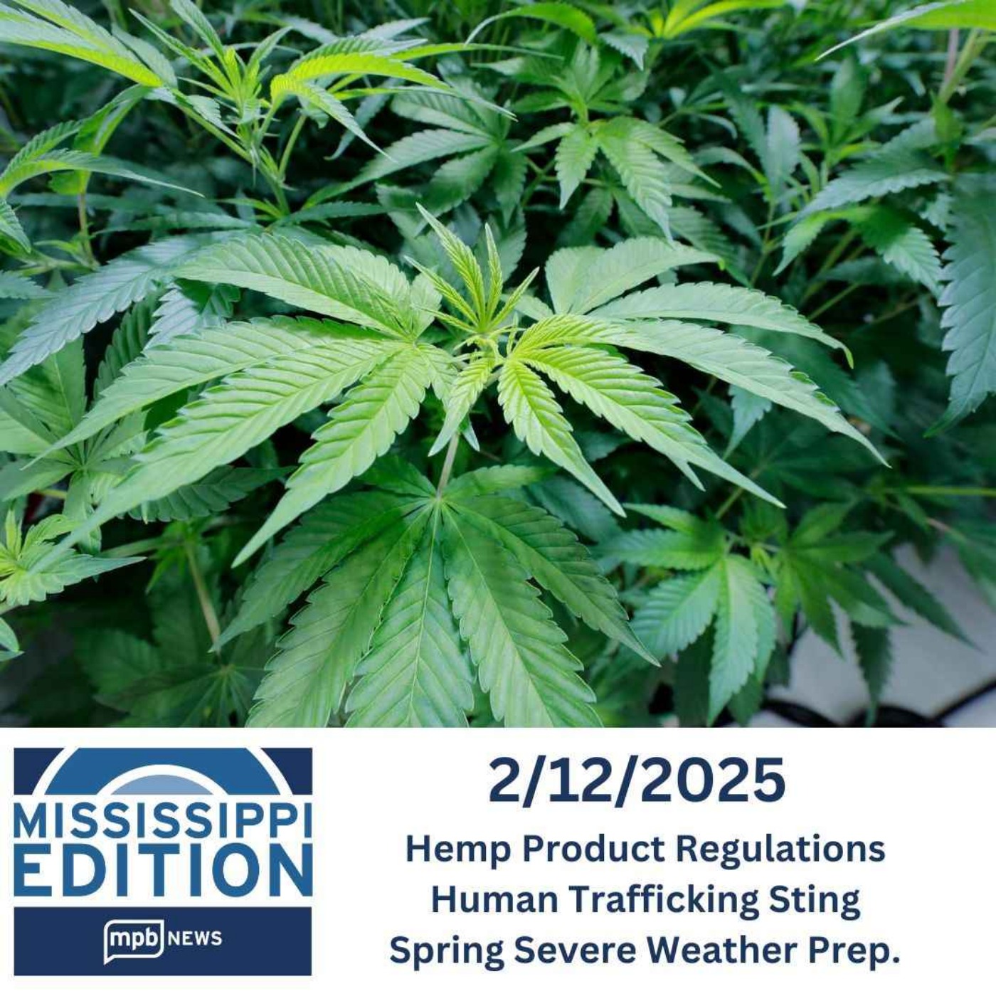 02/12/2025: Hemp Product Regulations | Human Trafficking Sting | Spring Severe Weather Prep.