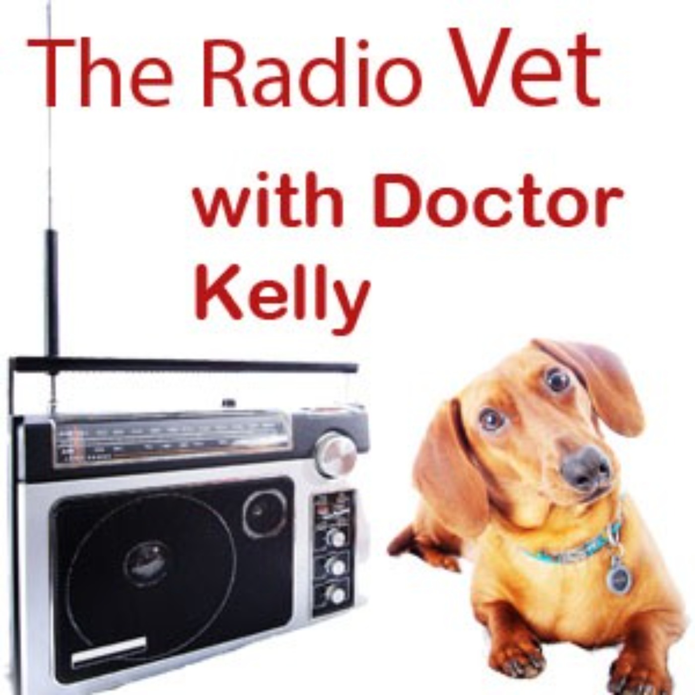 cover art for The Radio Vet with Doctor Kelly - "The Cat Did What Where?"