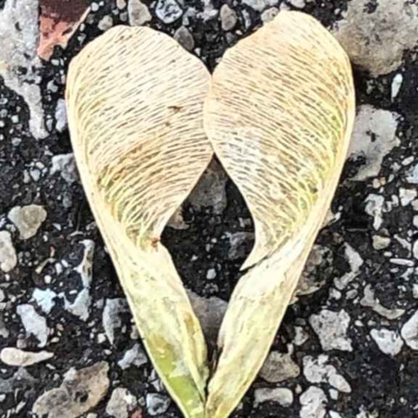 image of The Catherine Thomas Podcast - "Give Love, Find Beauty"