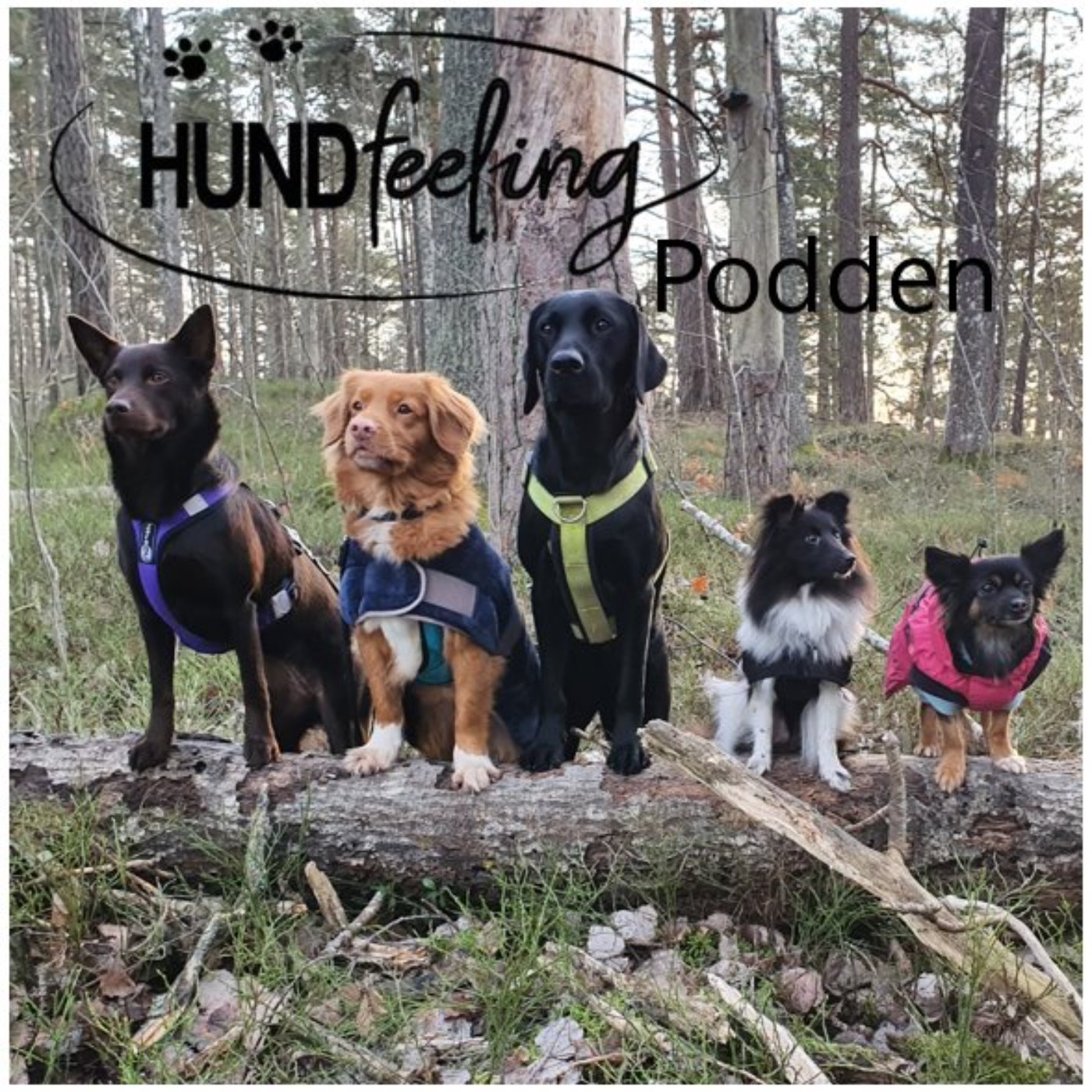 Hundfeelingpodden