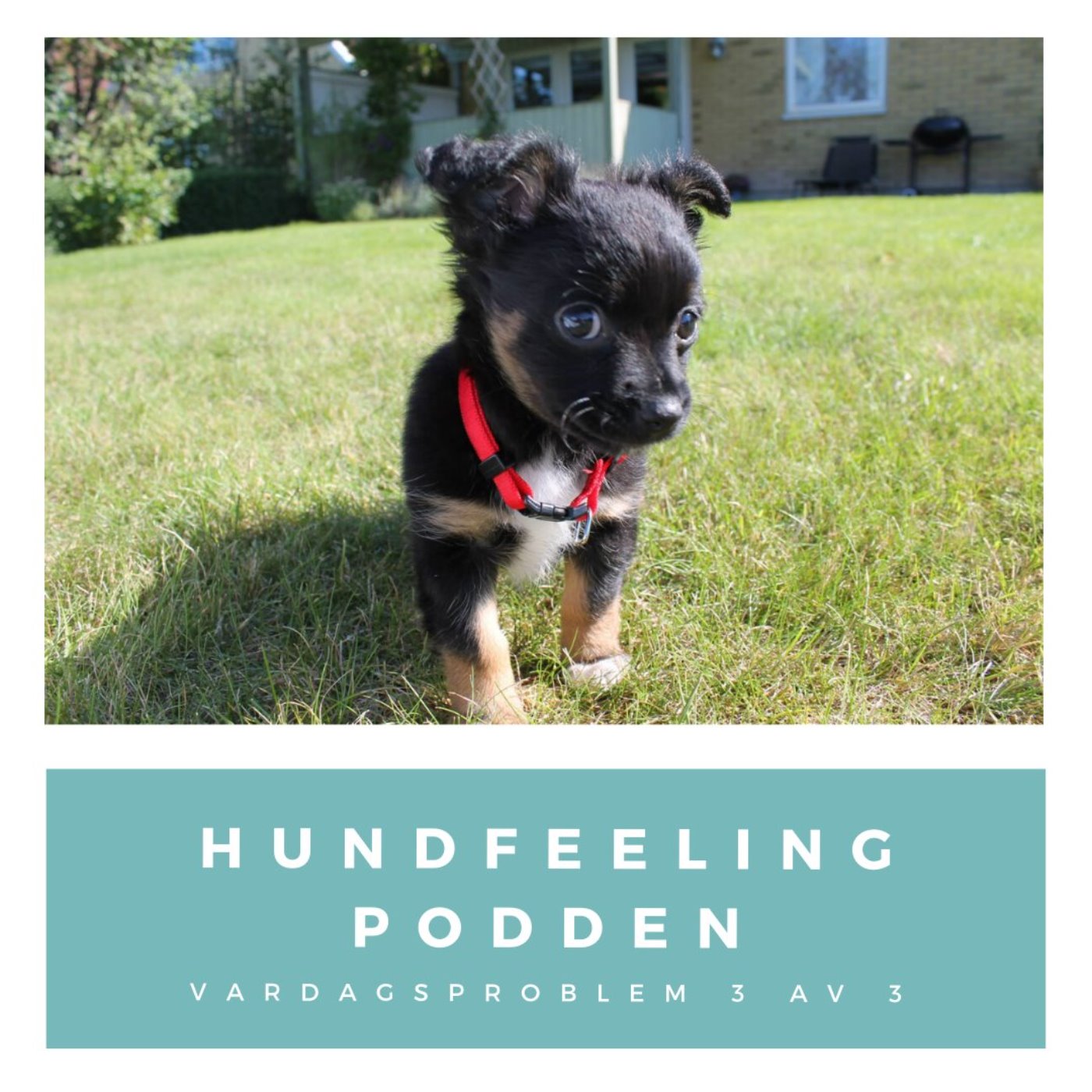 Hundfeelingpodden