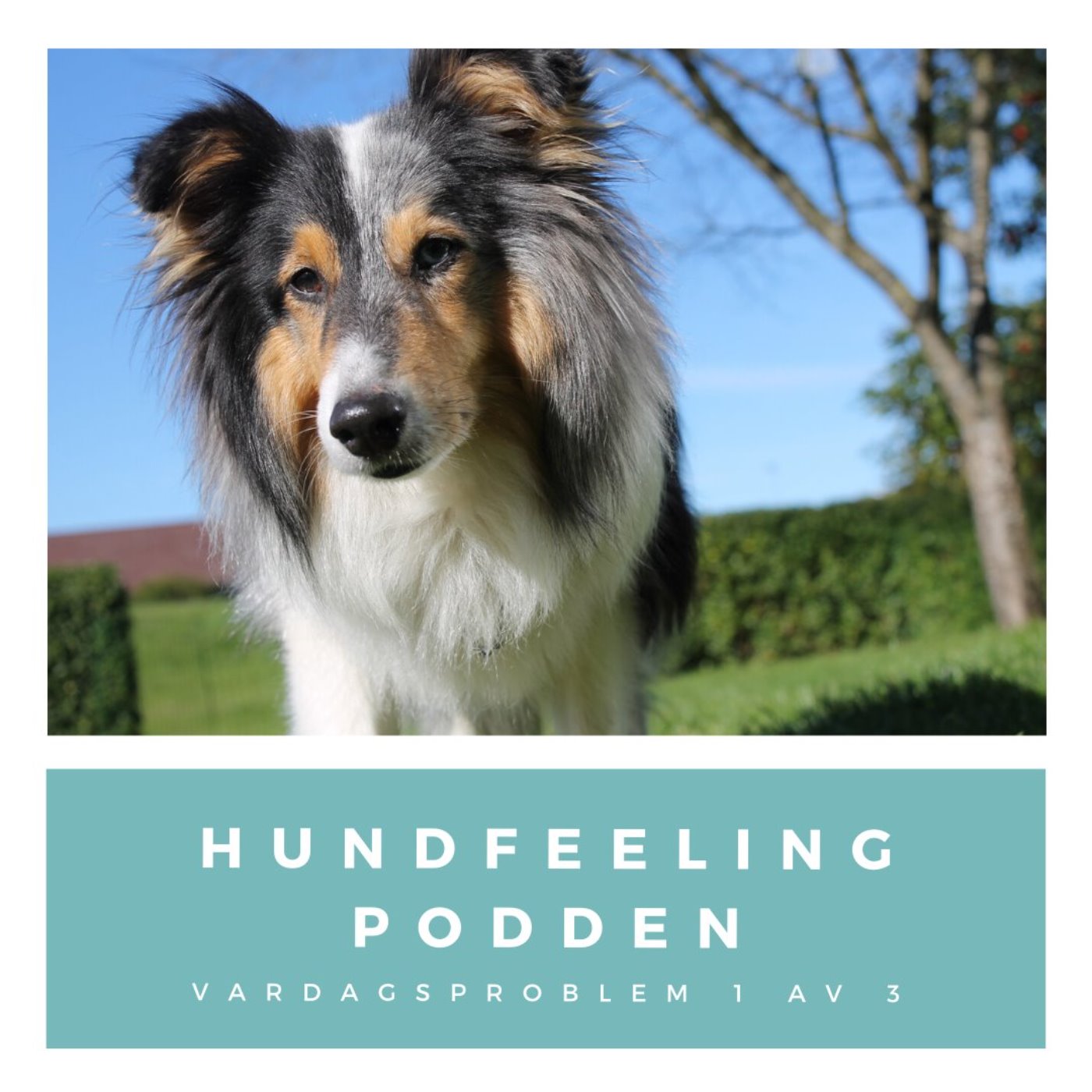 Hundfeelingpodden
