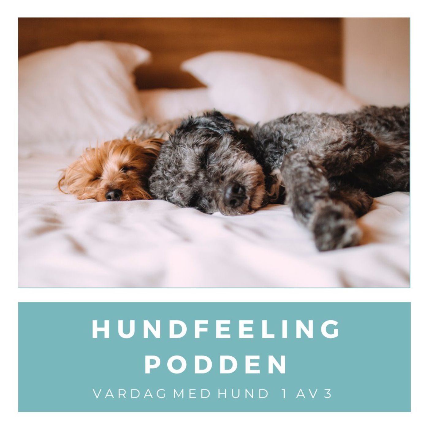 Hundfeelingpodden