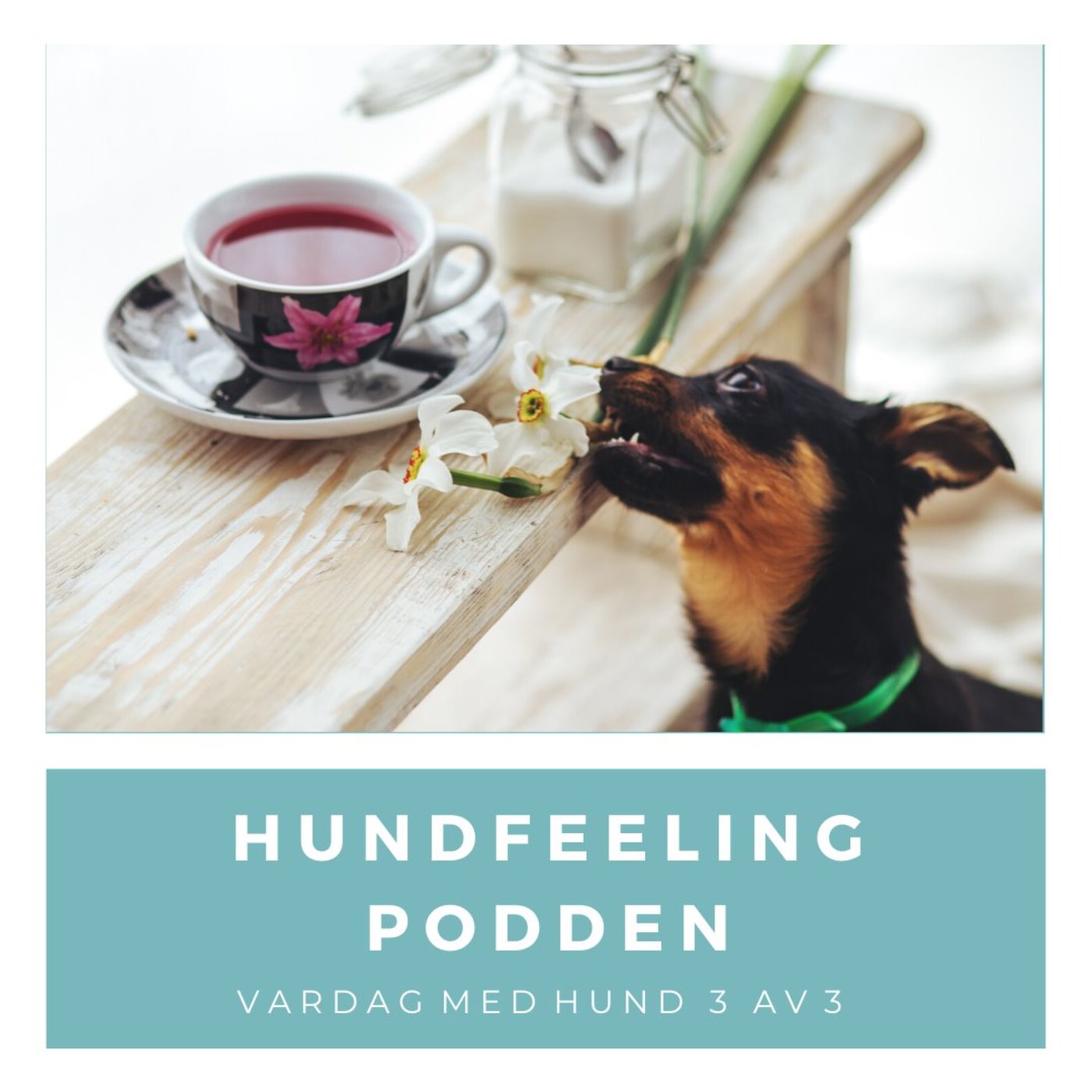 Hundfeelingpodden