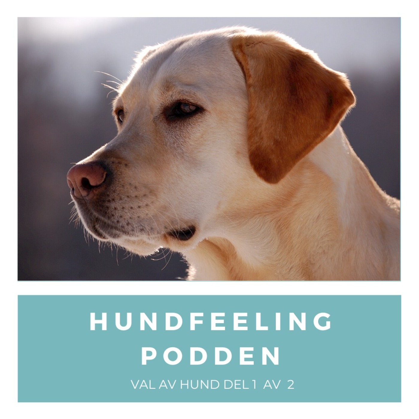 Hundfeelingpodden
