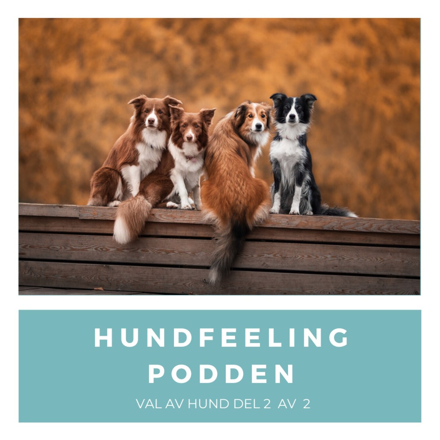 Hundfeelingpodden