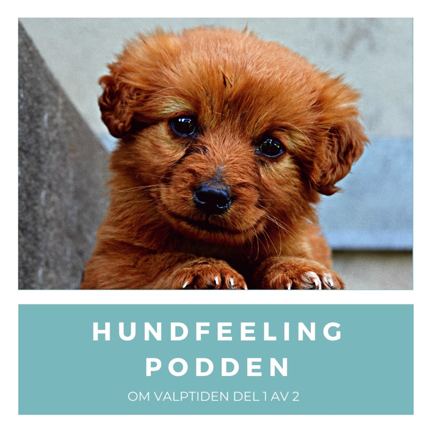 Hundfeelingpodden