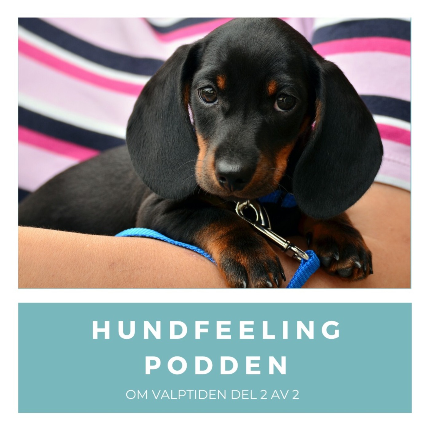 Hundfeelingpodden