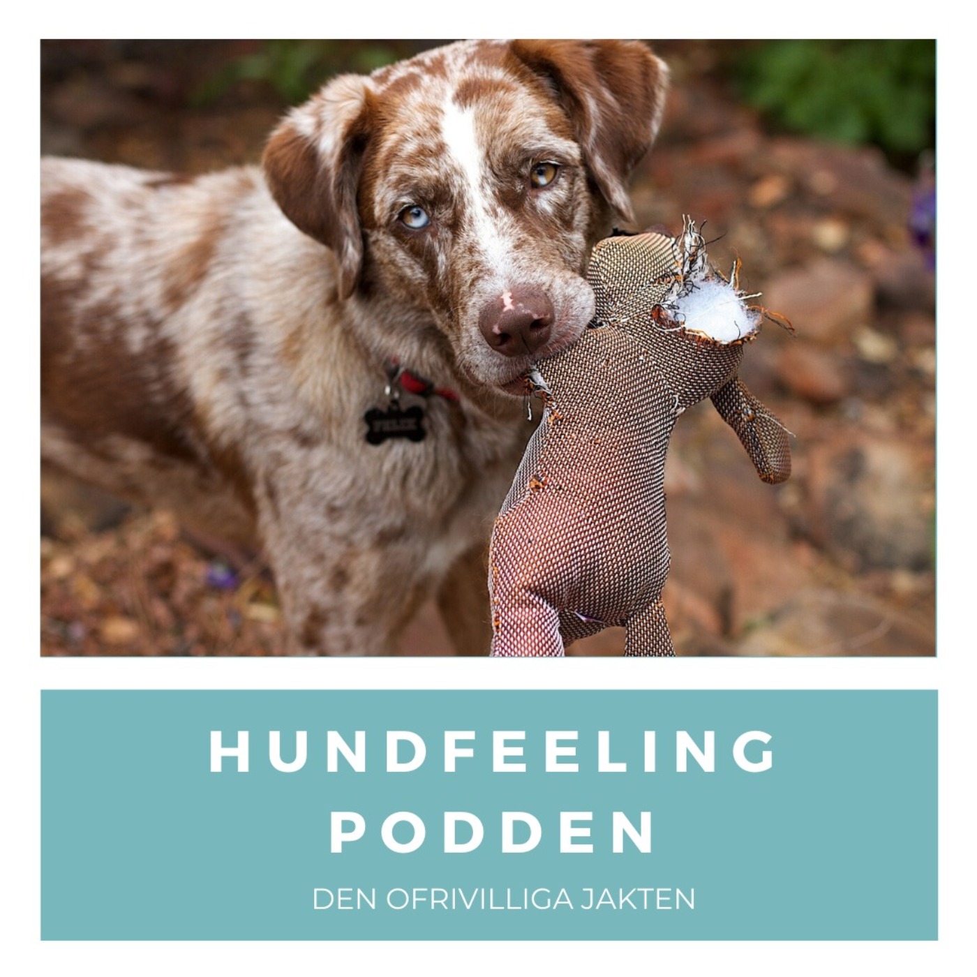Hundfeelingpodden