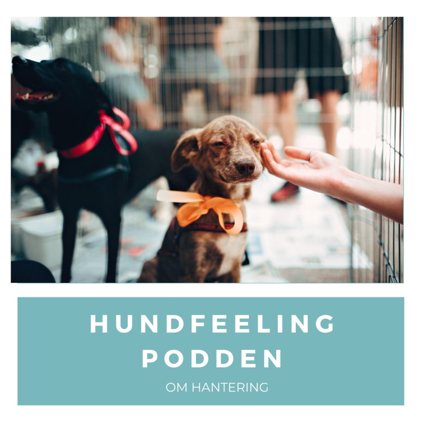 Hundfeelingpodden