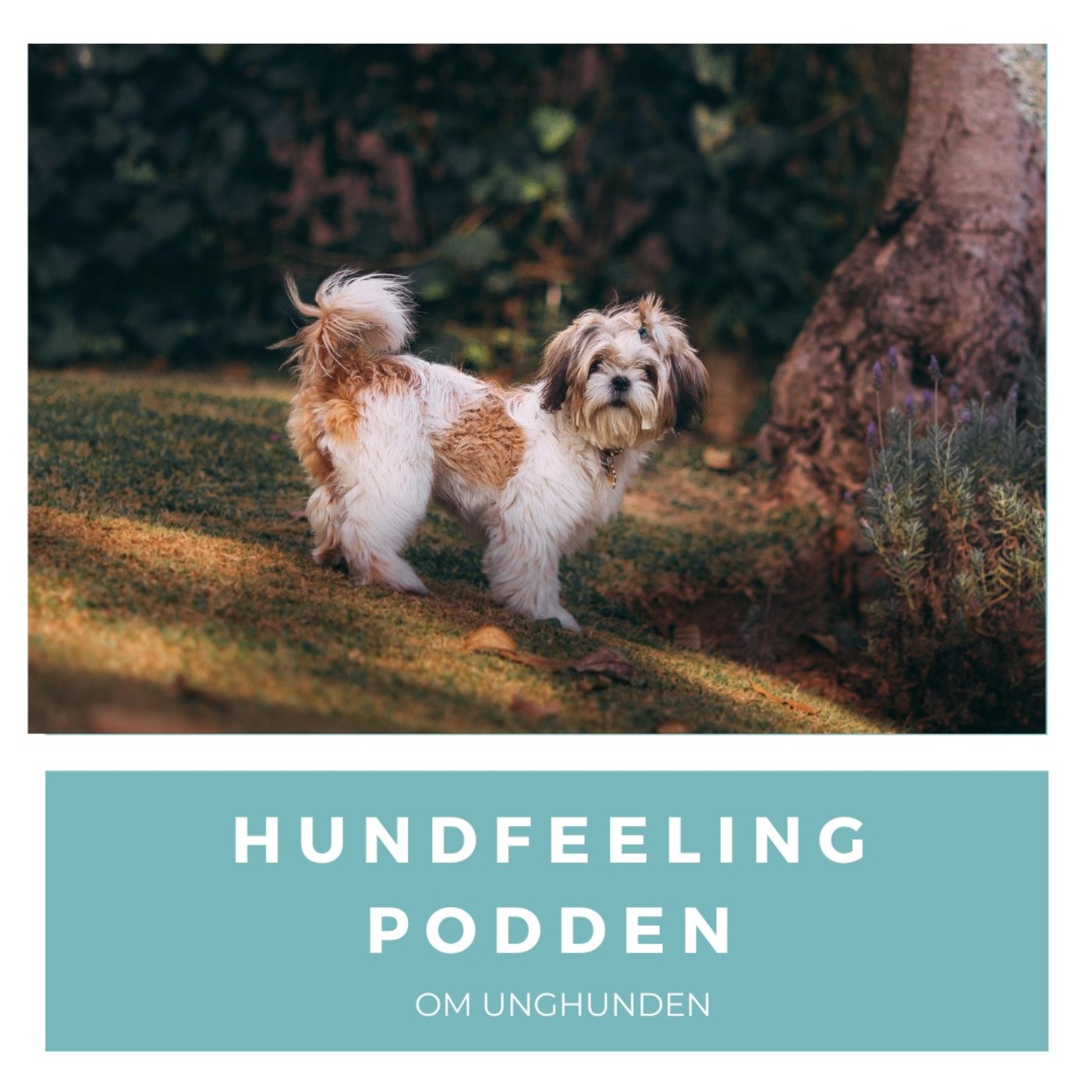 Hundfeelingpodden