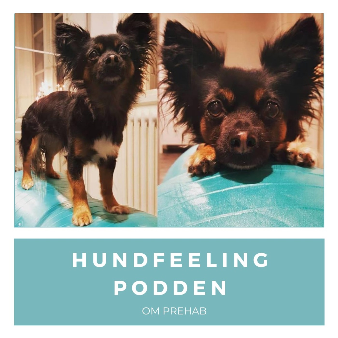 Hundfeelingpodden