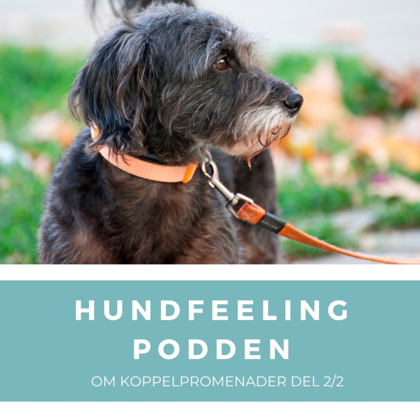 Hundfeelingpodden