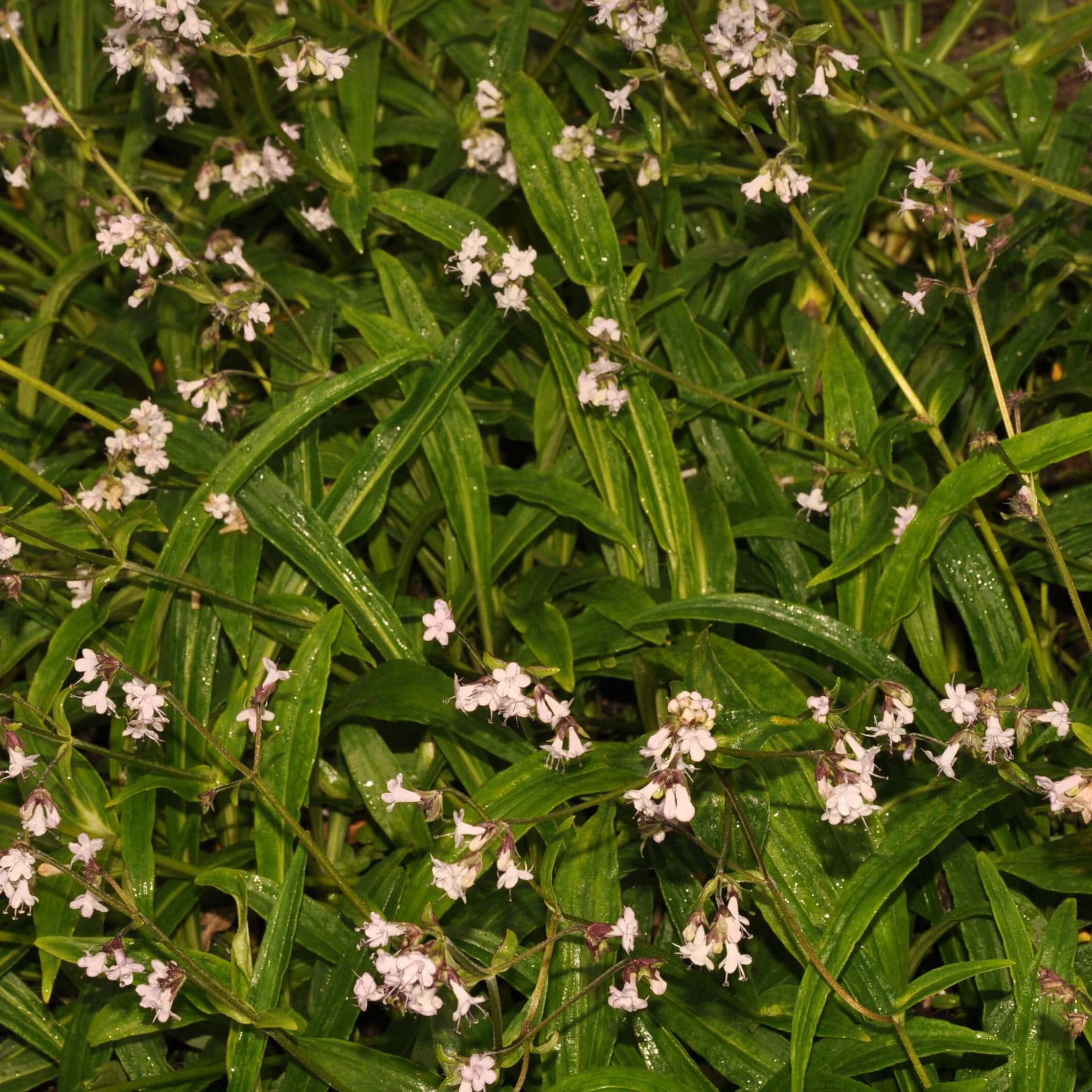 Spikenard – Olejek nardowy ( Nardostachys jatamansi ) episode artwork