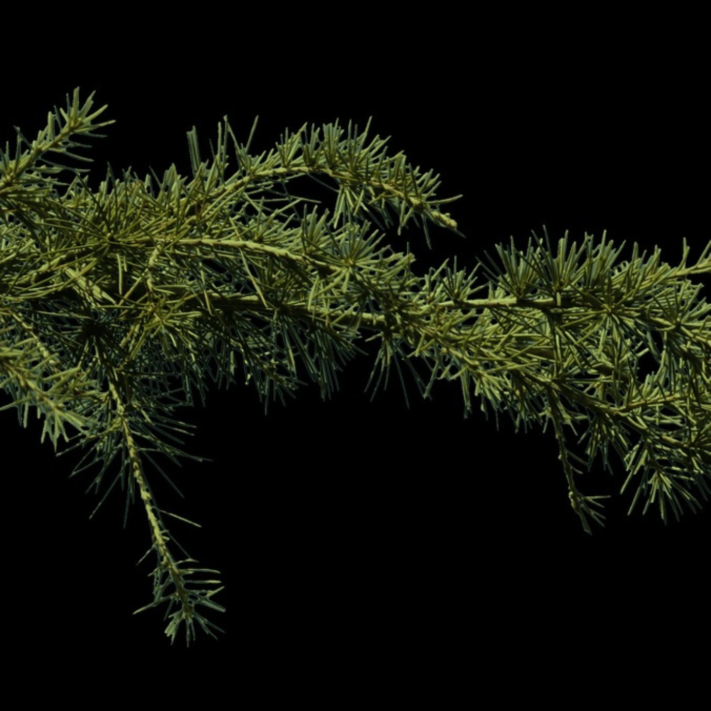 Jodła Daglezja - Douglas Fir - Daglezja Zielona episode artwork