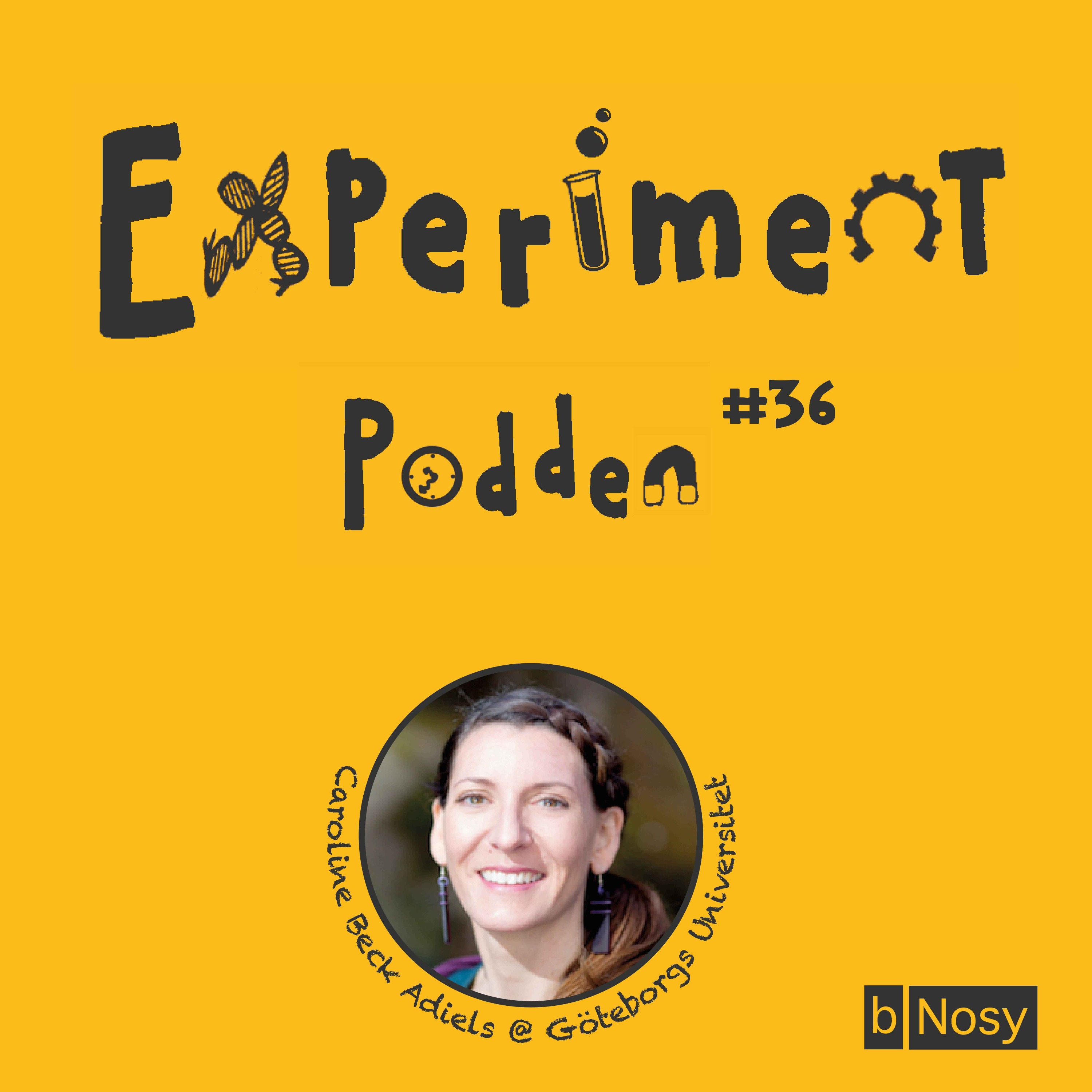 Experimentpodden