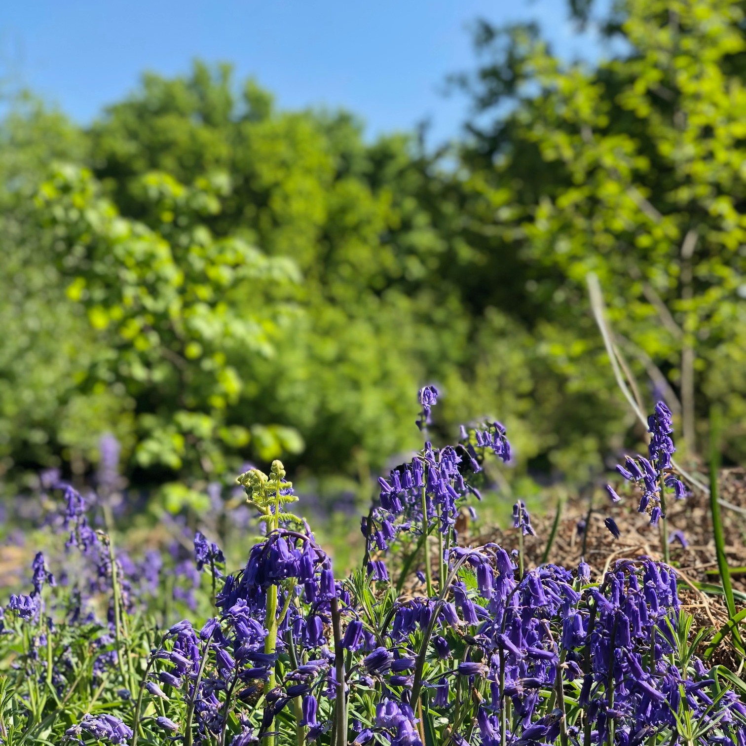 Sean's Virtual Dawn Chorus Walk 2020