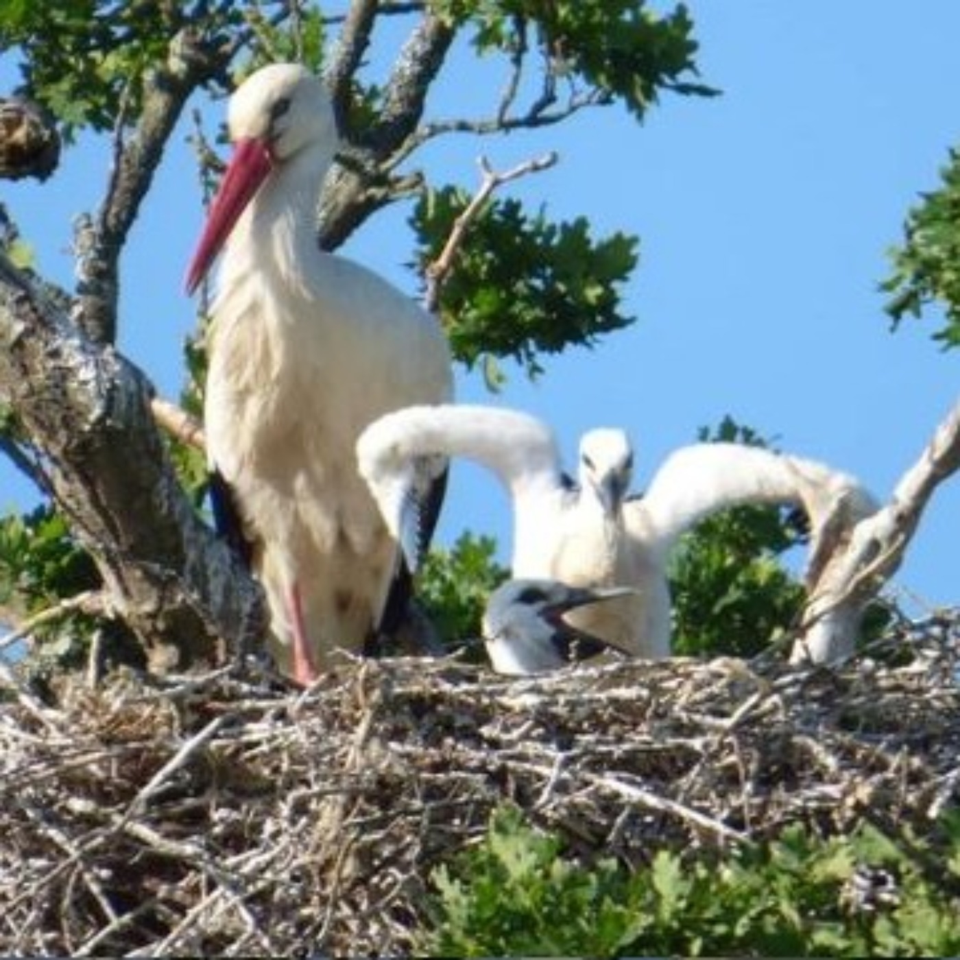 The White Stork Project